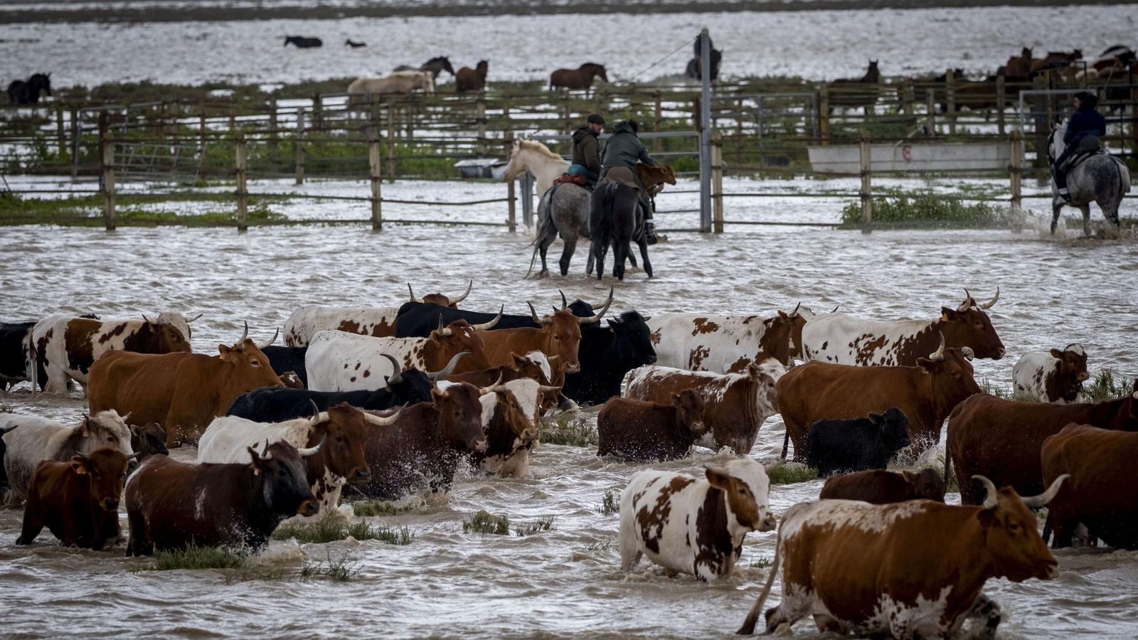 Un grupo vacas y caballos son mudados en una marisma de Hinojos (Huelva).
