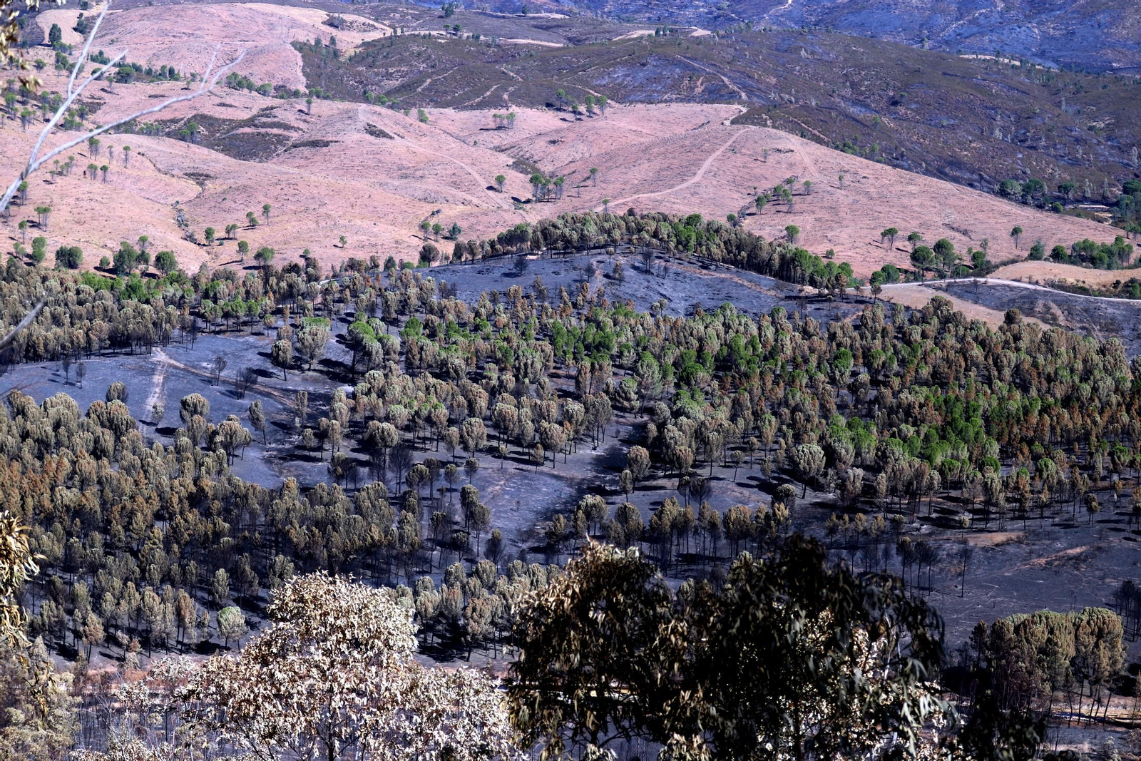 Imágenes de las zonas devastadas por el incendio de Almonaster la Real