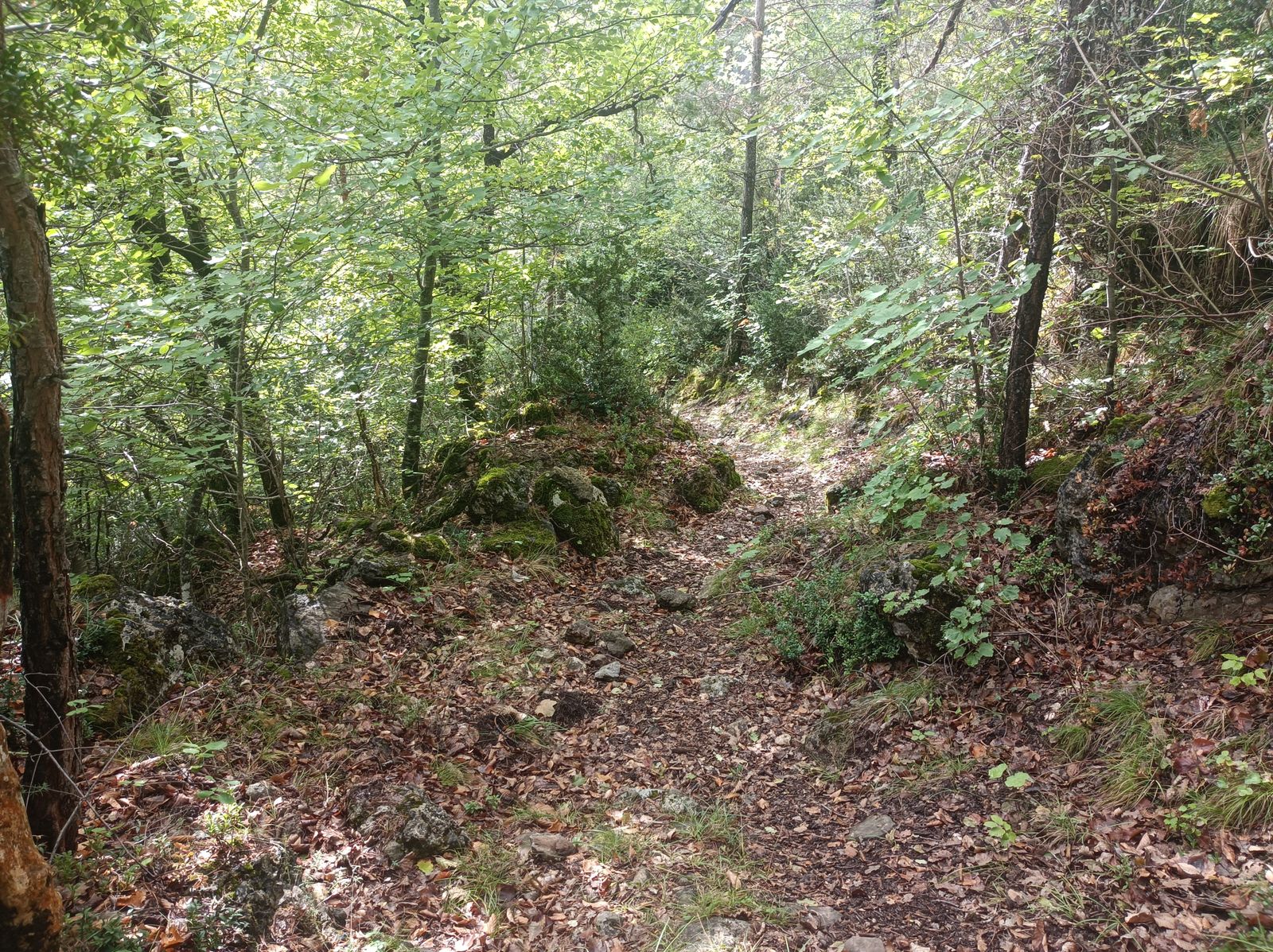 Justo a la mitad hay un tramo de denso bosque.