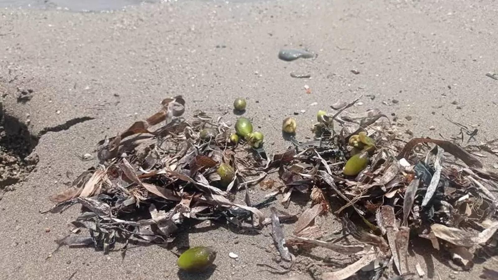 Algunos ejemplos de la planta, en tierra.