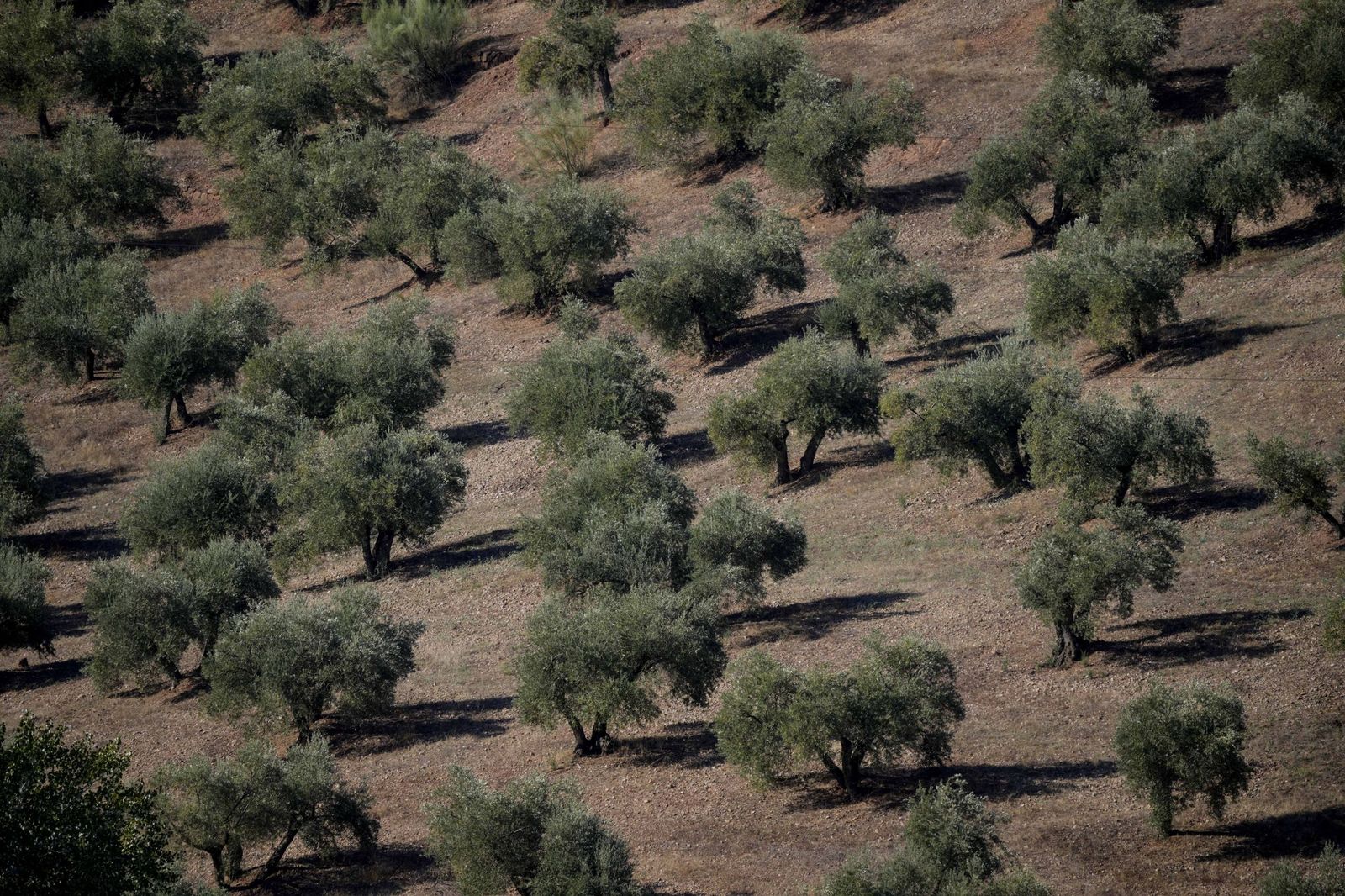 Olivos en una finca de Montoro.