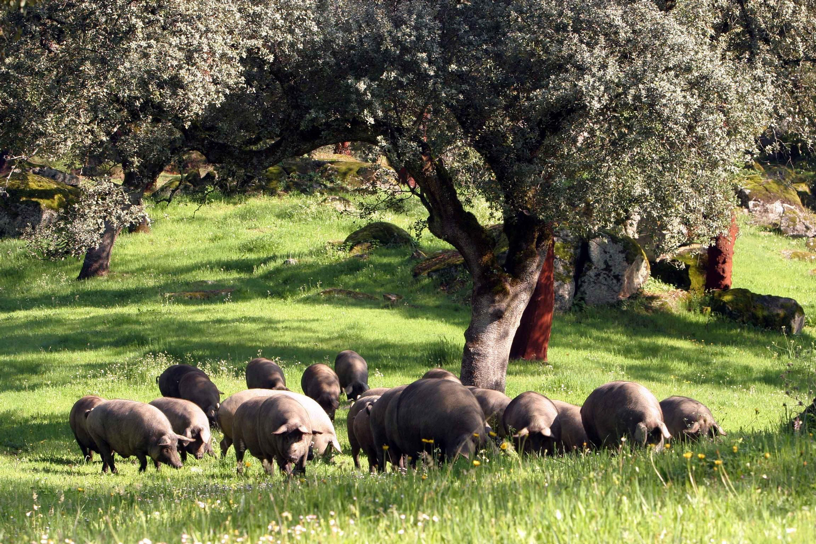 Los cerdos ibéricos crecen menos a causa del calor.
