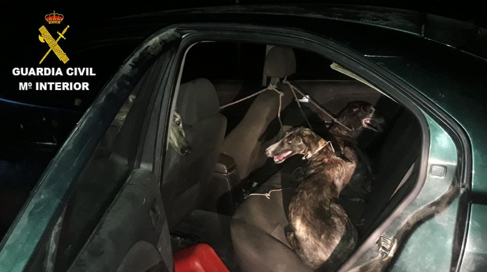 Perros localizados por la Guardia Civil.