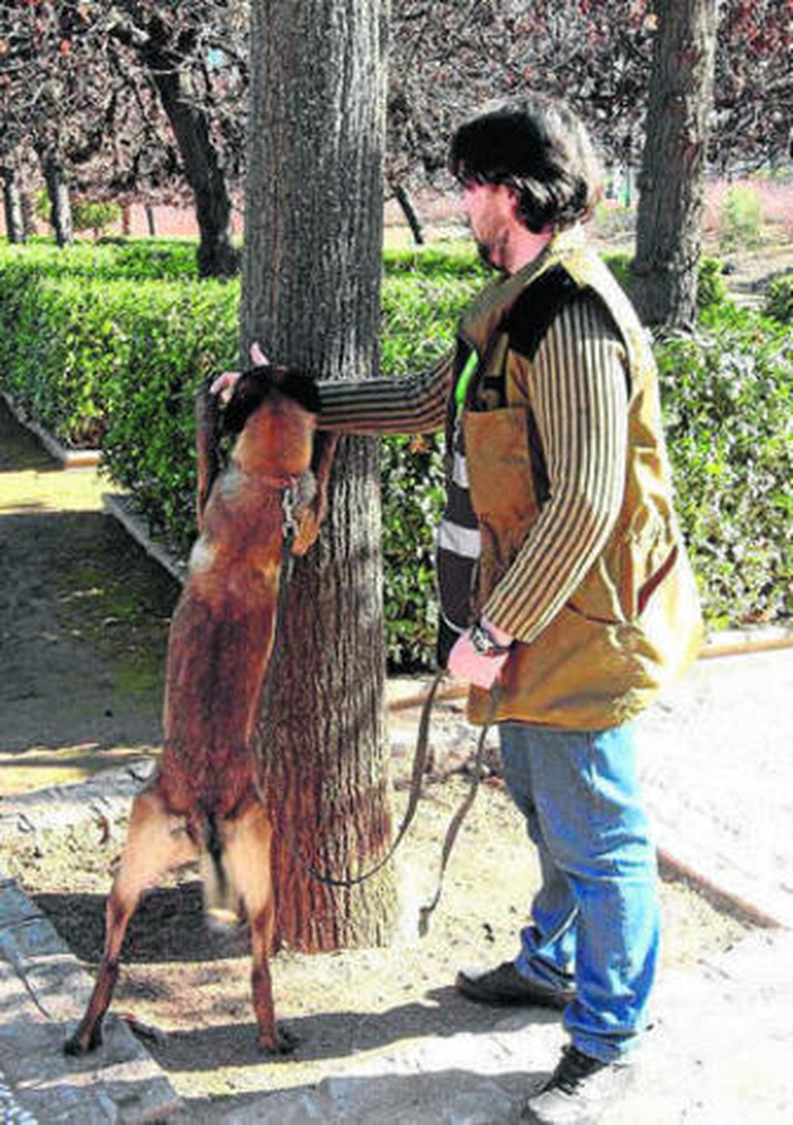 1. Efectivos de la Unidad Canina de la Policía Local llevaron ayer a sus compañeros de patrulla al parque García Lorca.  2. Uno de los participantes del programa Pimas realiza una demostración con un perro. 3. El grupo de desempleados  del programa con efectivos de la Policía y la concejal de Movilidad, Telesfora Ruiz. 4. Un pastor alemán con su chaleco.