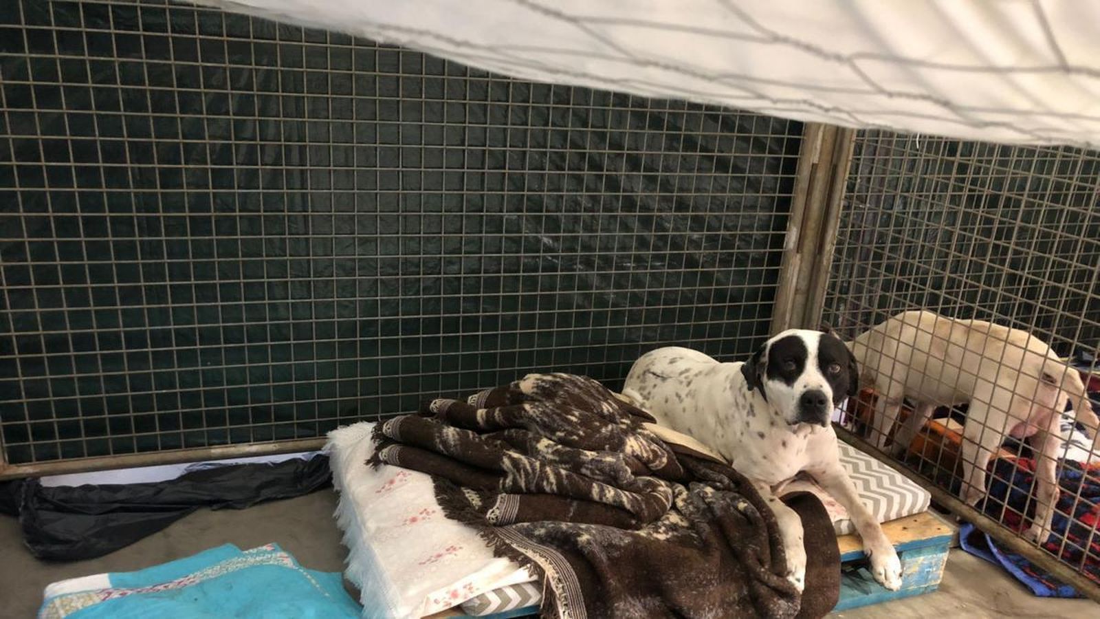 La lluvia inunda el centro de acogida de animales afectados por el volcán de La Palma