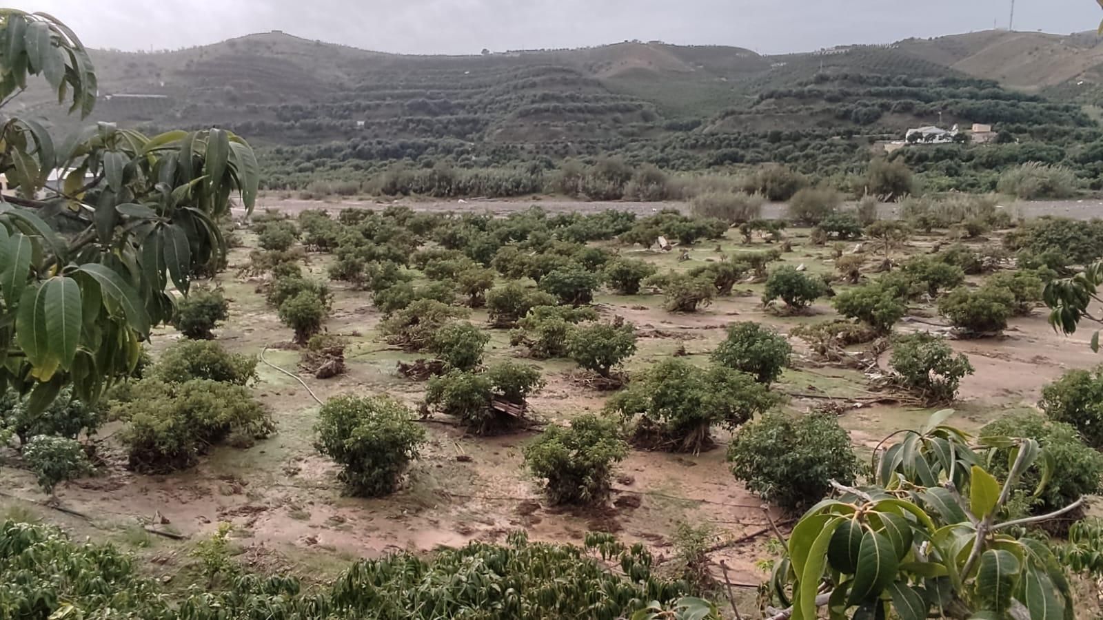 Finca de aguacates inundada en Vélez-Málaga. Finca de aguacates inundada en Vélez-Málaga.