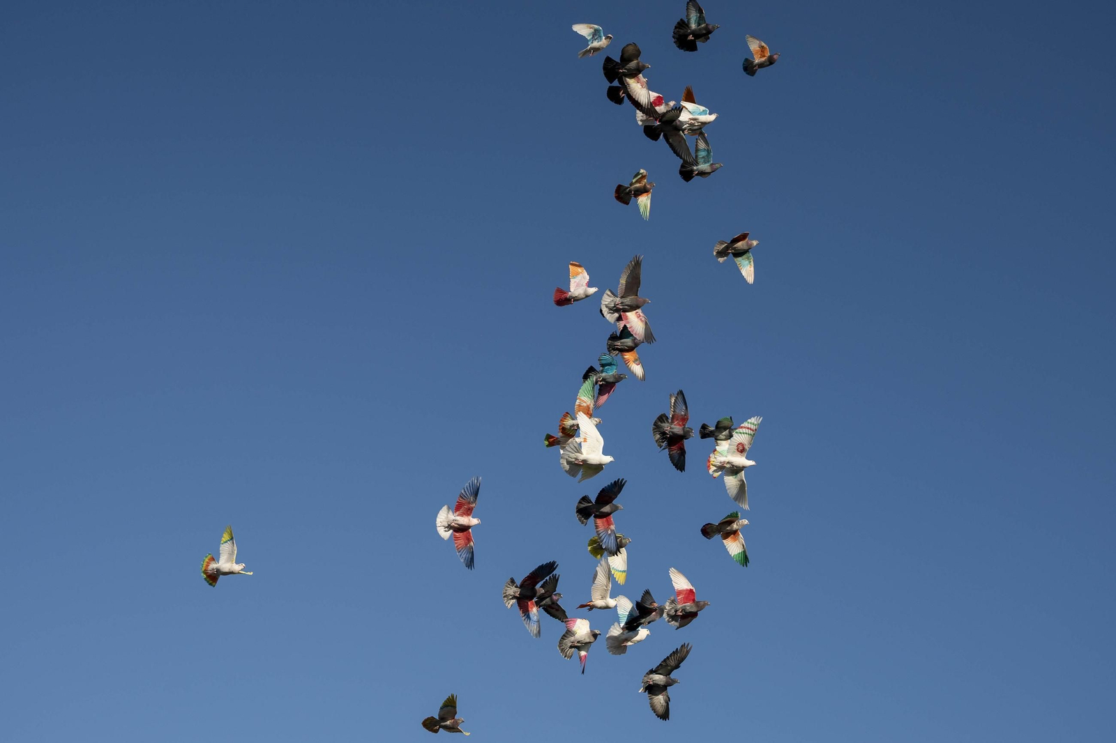 Las mejores imágenes de la suelta de palomos en la Feria de Albox