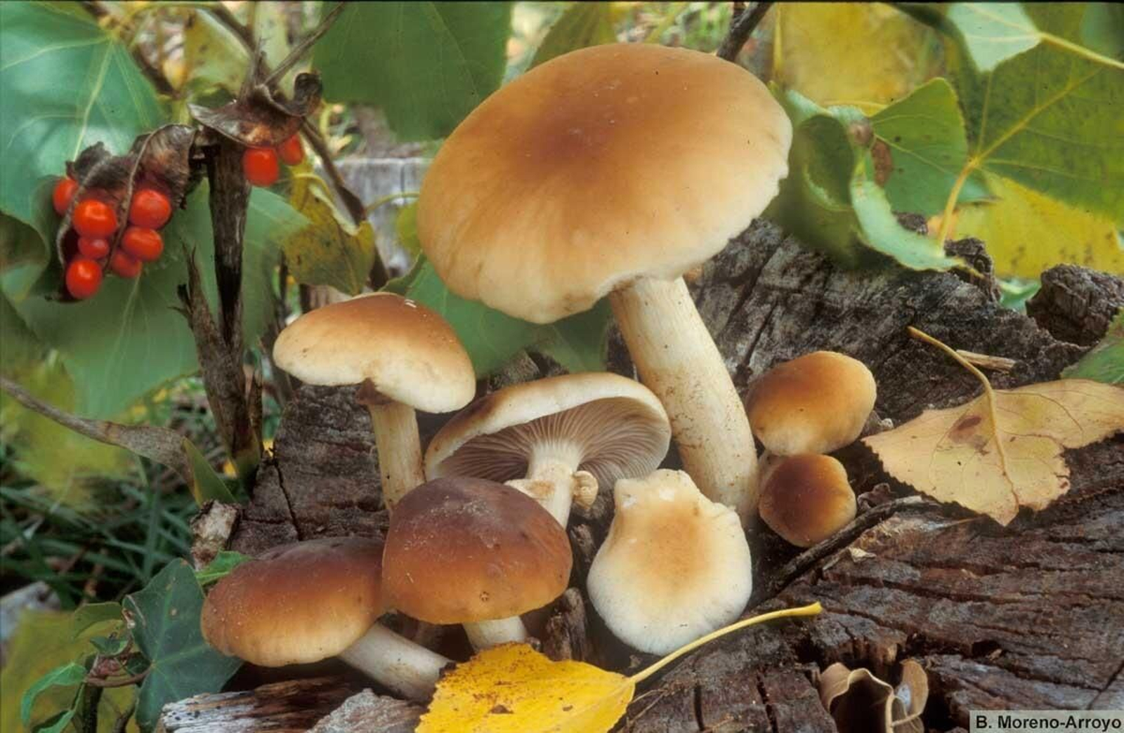 Seta de chopo (agrocybe cylindracea)