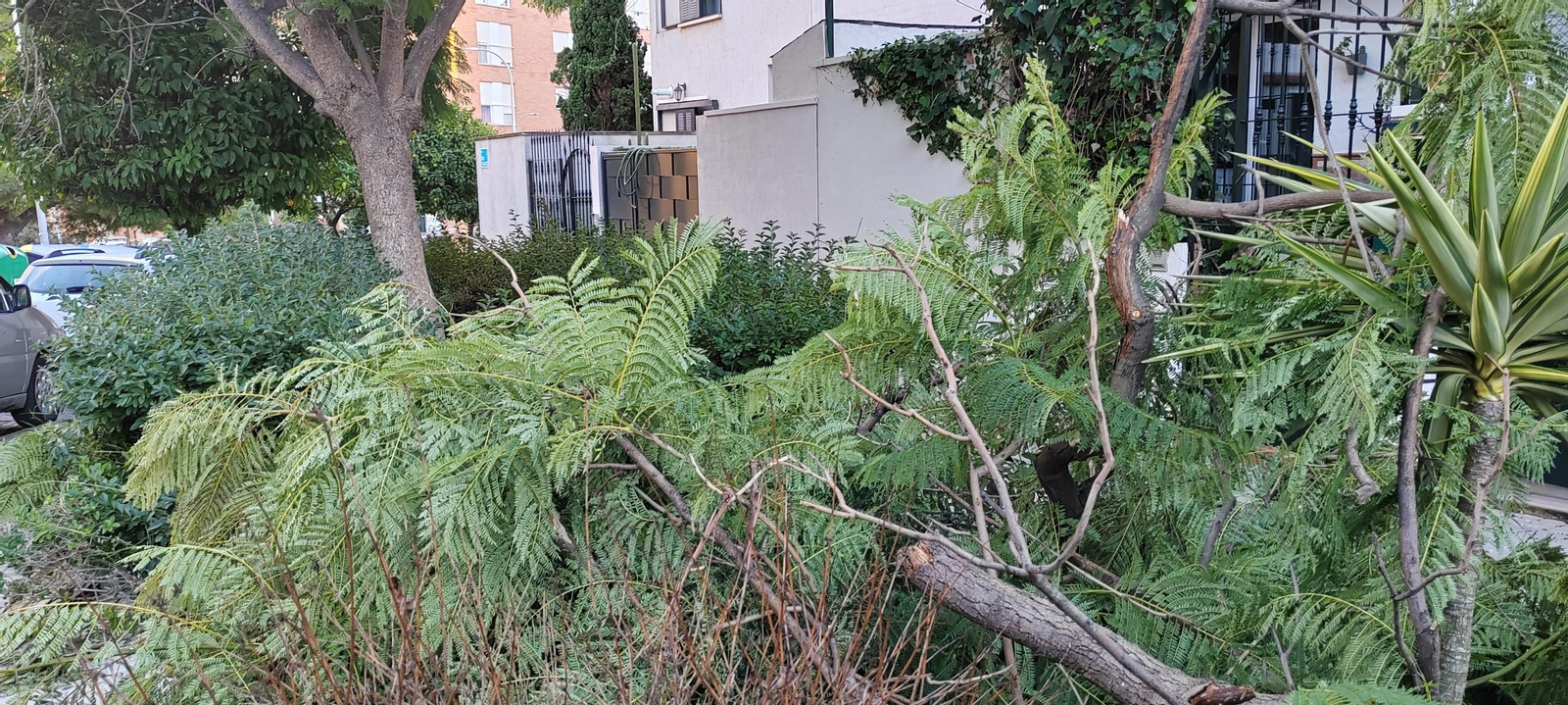 Ramas caídas por el viento en Huelva.
