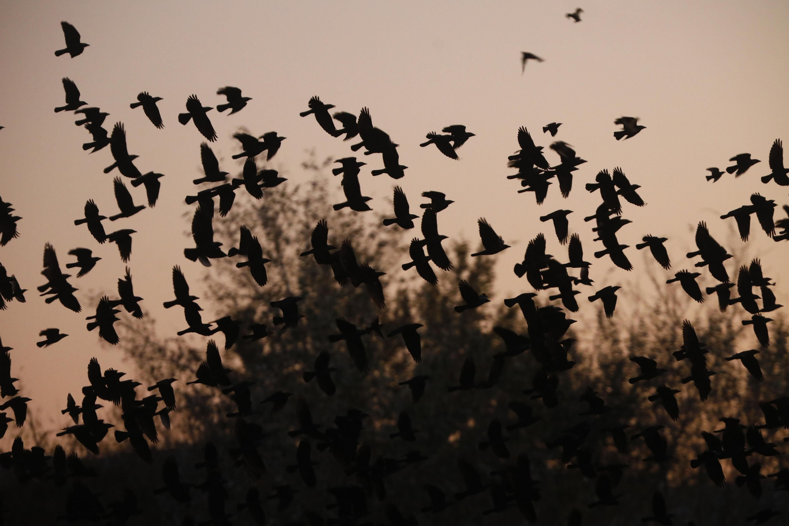 Las aves que habitan en Los Sotos de la Albolafia de Córdoba, en fotografías