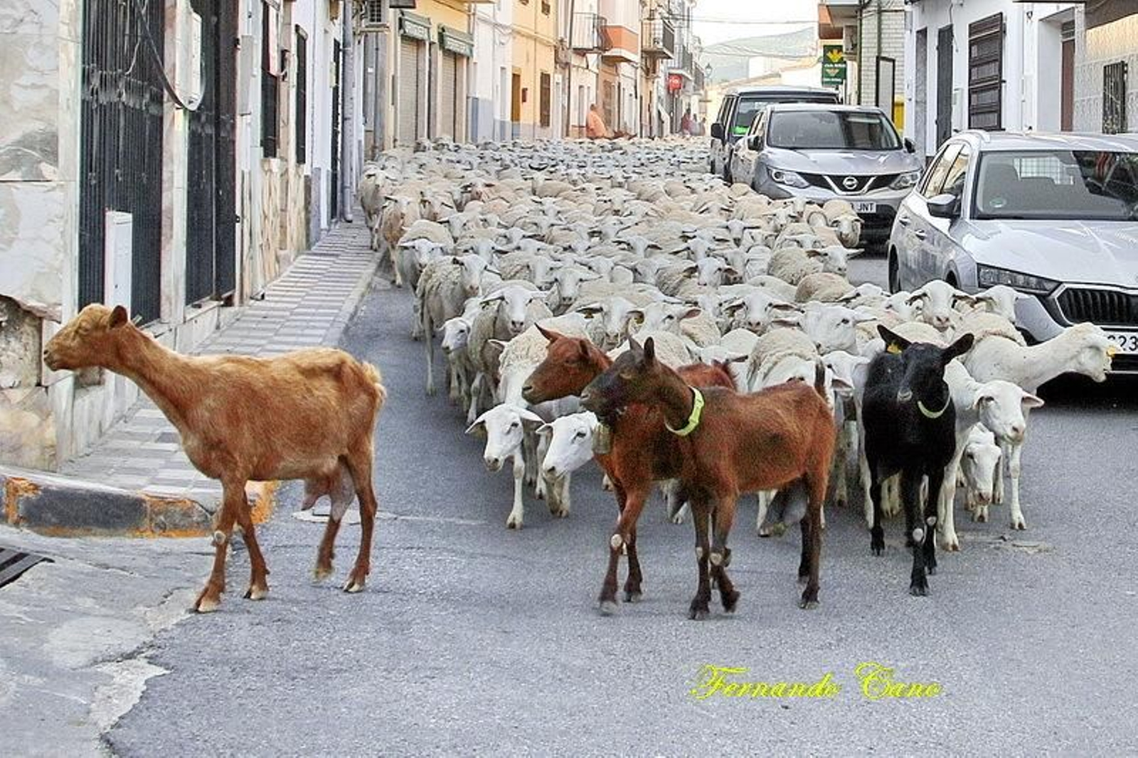 Las reses del ganadero Pablo Espinar hacen la trashumancia a su paso por Mogón.