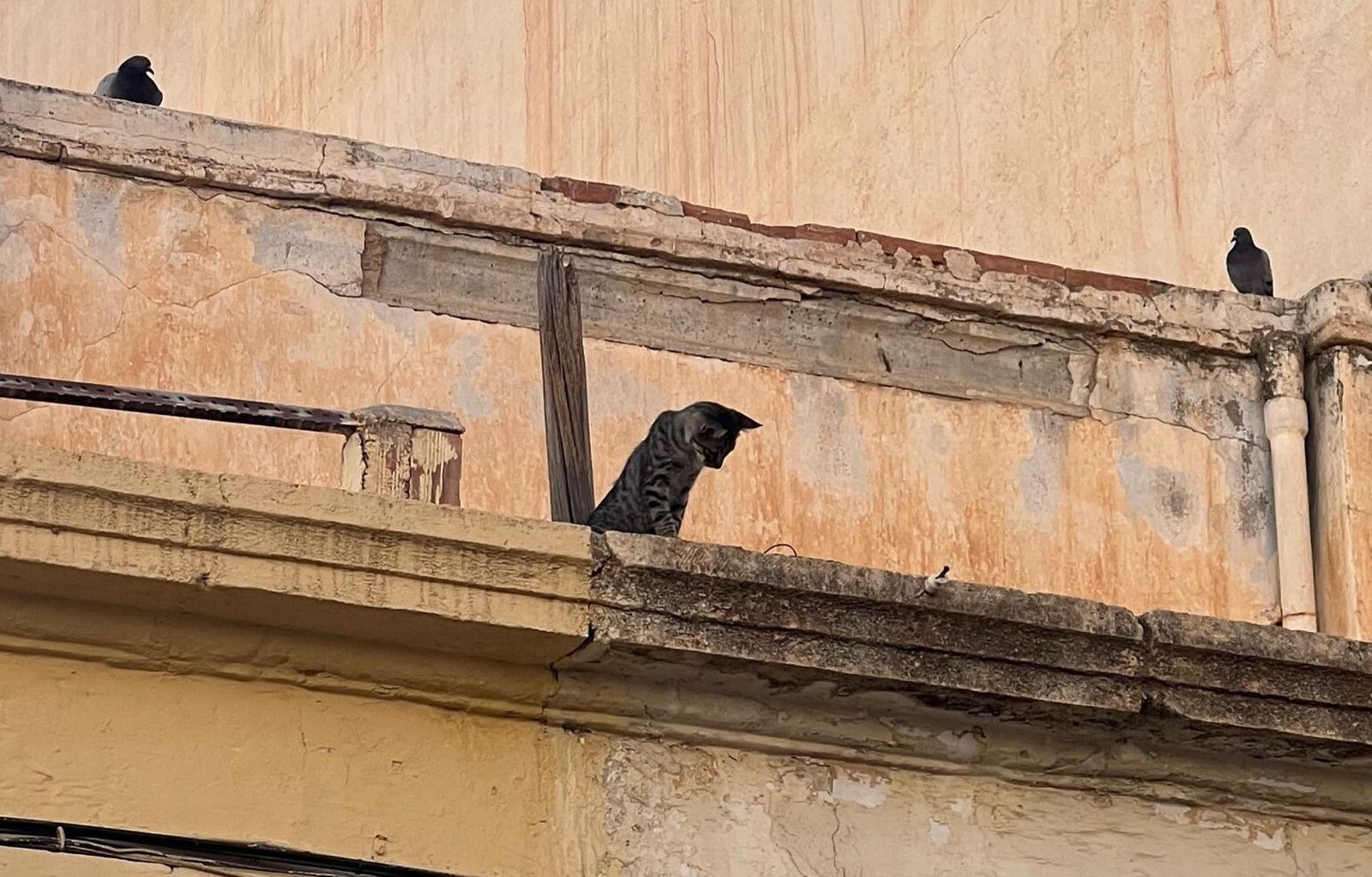 La gata busca a su cría, atrapada en la bajante de una vivienda