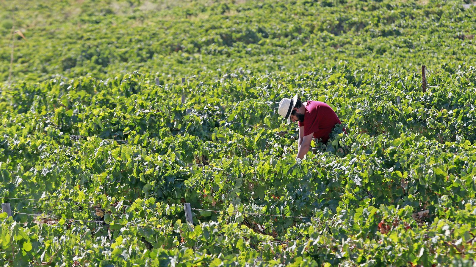 Vendimia y pisa de la uva tradicional en Viña El Corregidor de Bodegas Luis Pérez