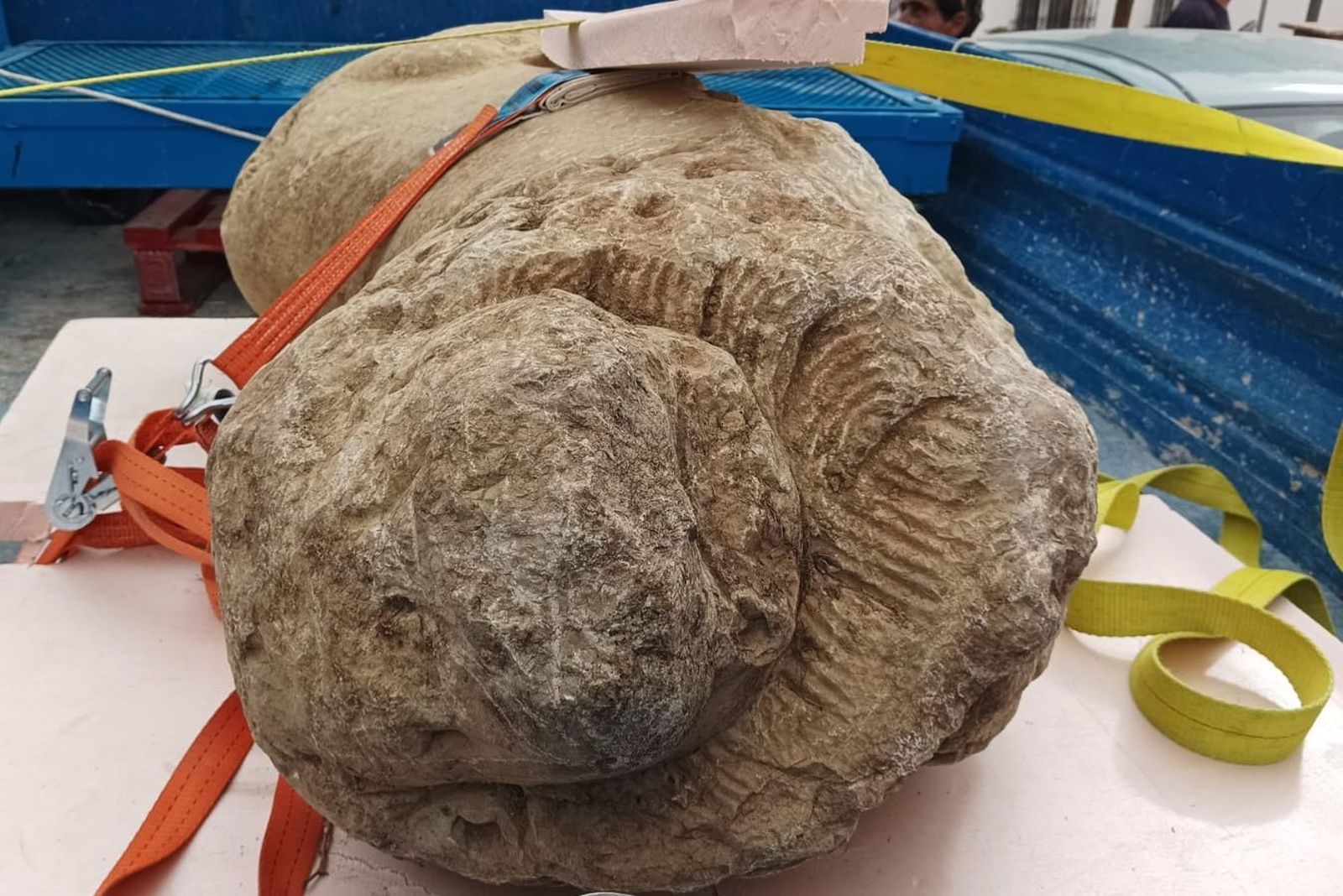 La escultura de un león íbero que ha sido encontrada en una zona de cultivo