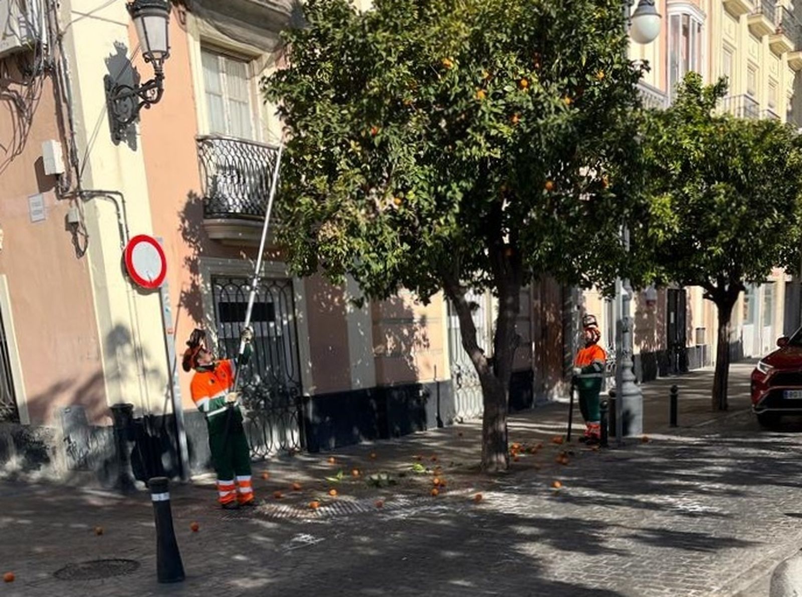 Recogida de naranjas