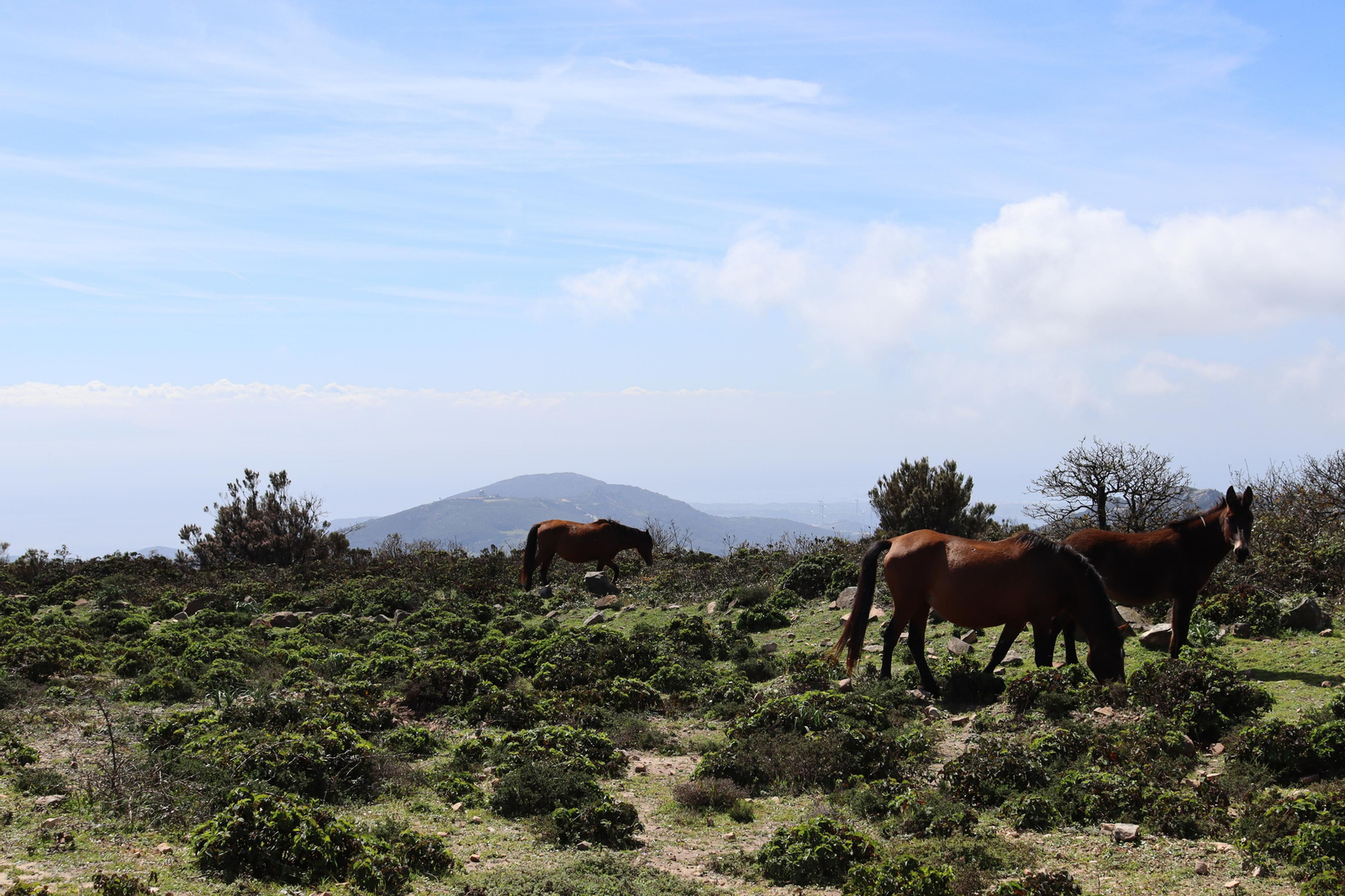 Fotos de la flora y fauna del Parque Natural de Los Alcornocales