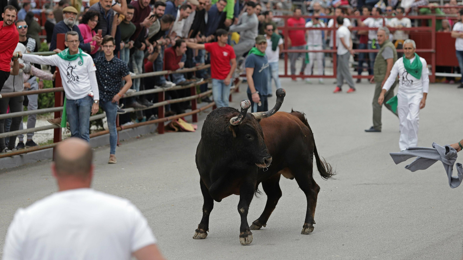 El Toro Embolao de Los Barrios de 2019.