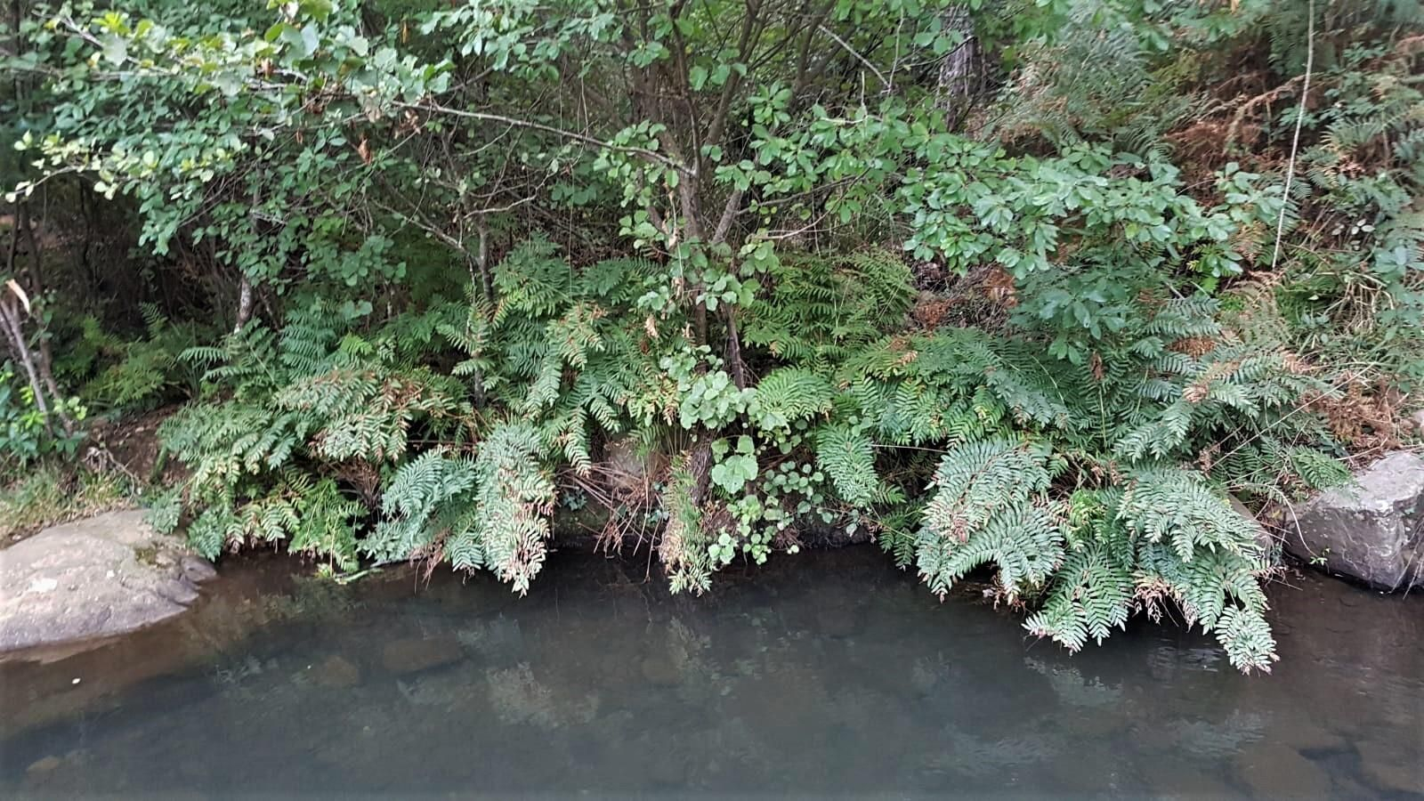 Fotos de la flora y fauna del Parque Natural de Los Alcornocales