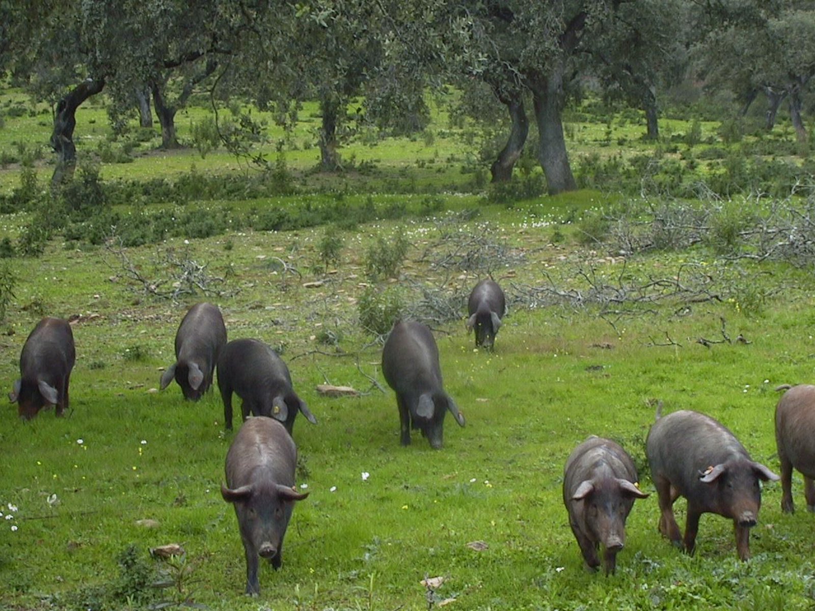 Cerdos en la dehesa onubense