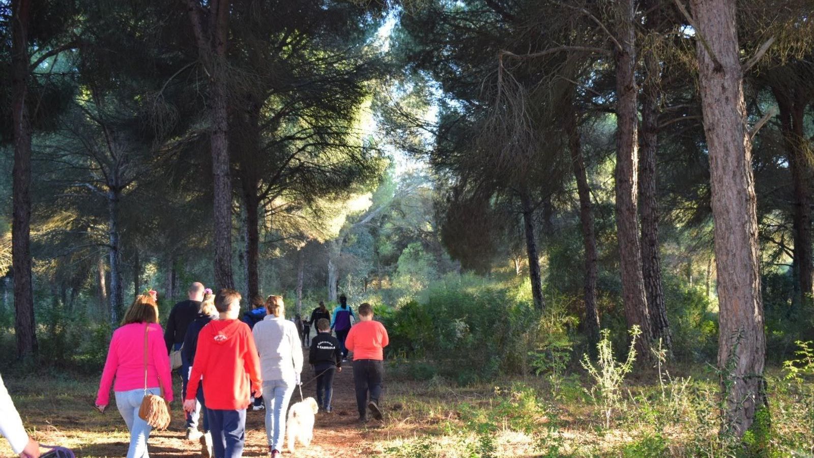 Pinares en La Puebla del Río (Sevilla).