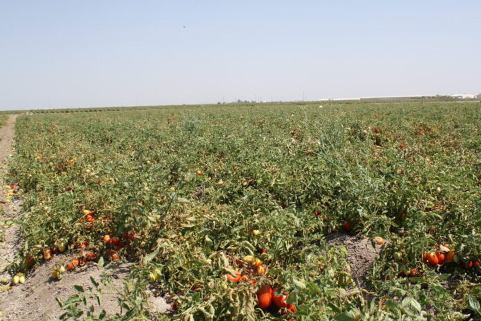 Daños de la sequía en la cosecha de hortícolas de una explotación del Bajo Guadalquivir
