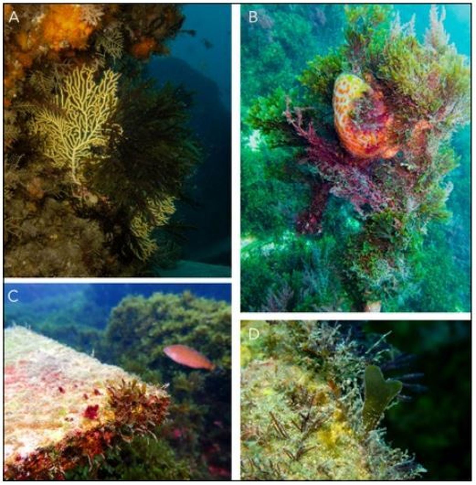 A) Eunicella labiata con talos de R. okamurae enganchados por acción de las corrientes; B) colonia de E. singularis completamente  epifitada. Entre las especies epífitas se distingue a R.  okamurae y otras especies generalistas; C) y D) estación  de estudio de San García para el estudio  de sucesión de las comunidades residentes en sistemas  invadidos por R. okamurae. Puede distinguirse a la  especie invasora, junto a otras especies, en el borde de la  placa de estudio.