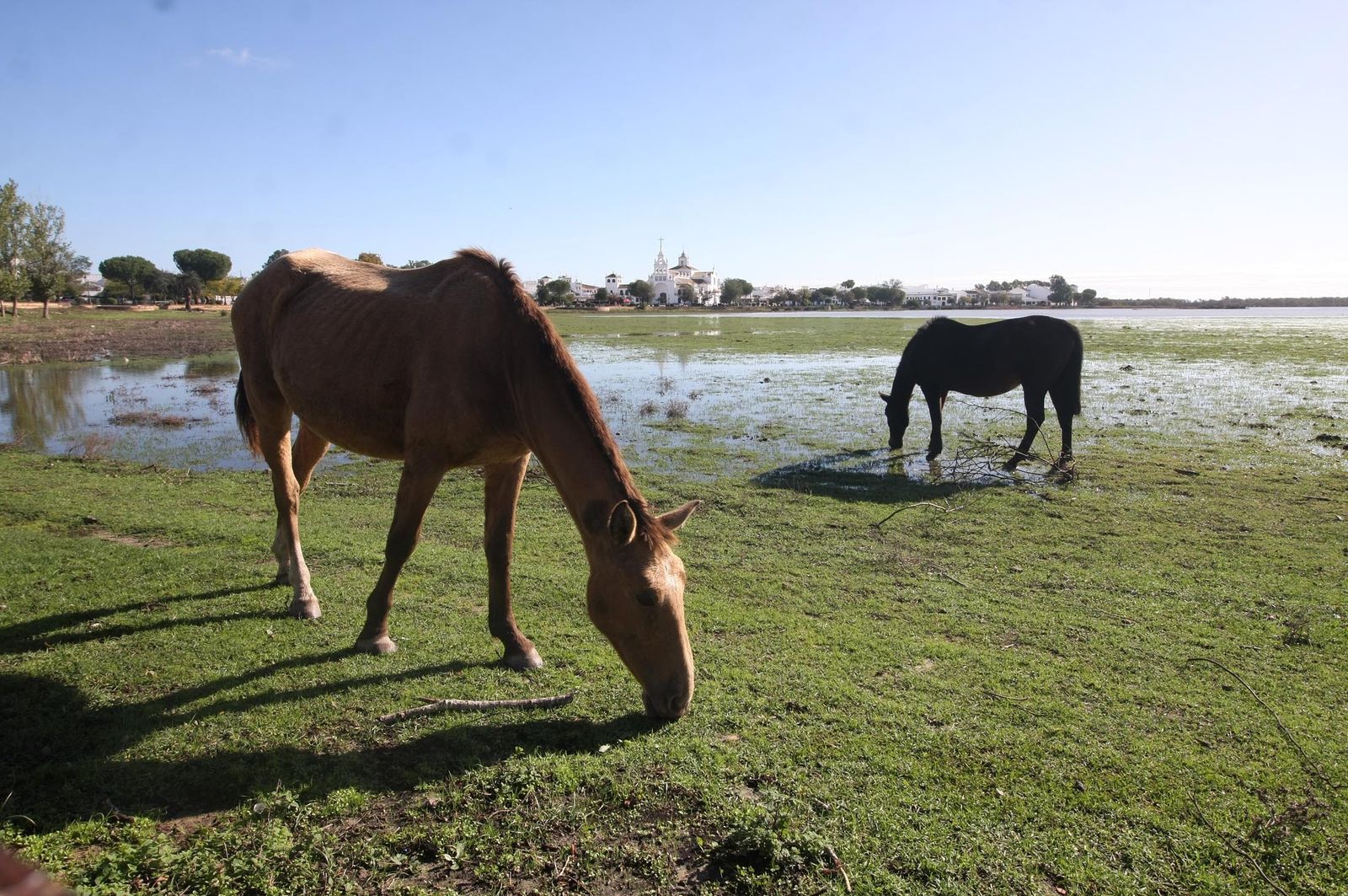 Imágenes de la marisma de El Rocío y de la laguna de El Portil tras las últimas lluvias