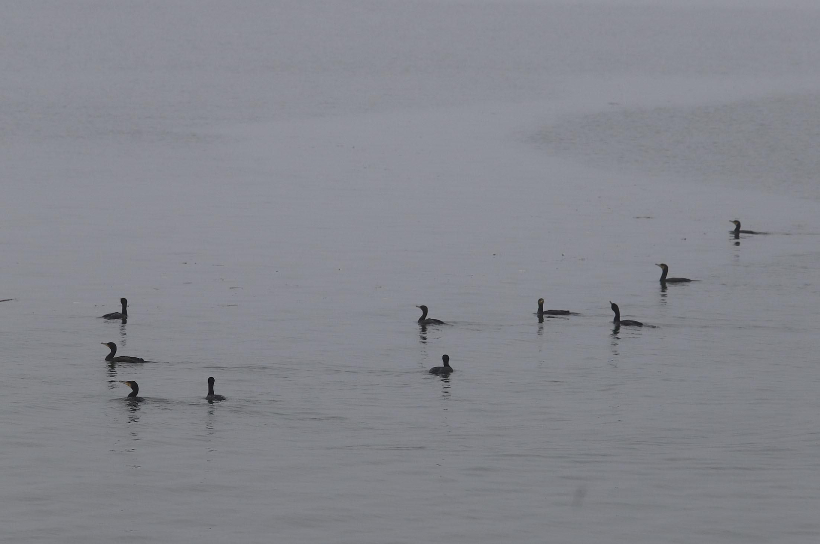 Imágenes de la niebla durante la mañana en Huelva