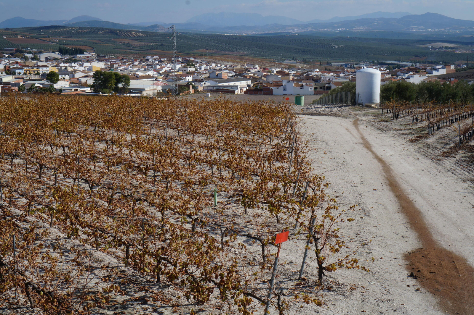 Un recorrido en fotografías por el vino nuevo de Moriles
