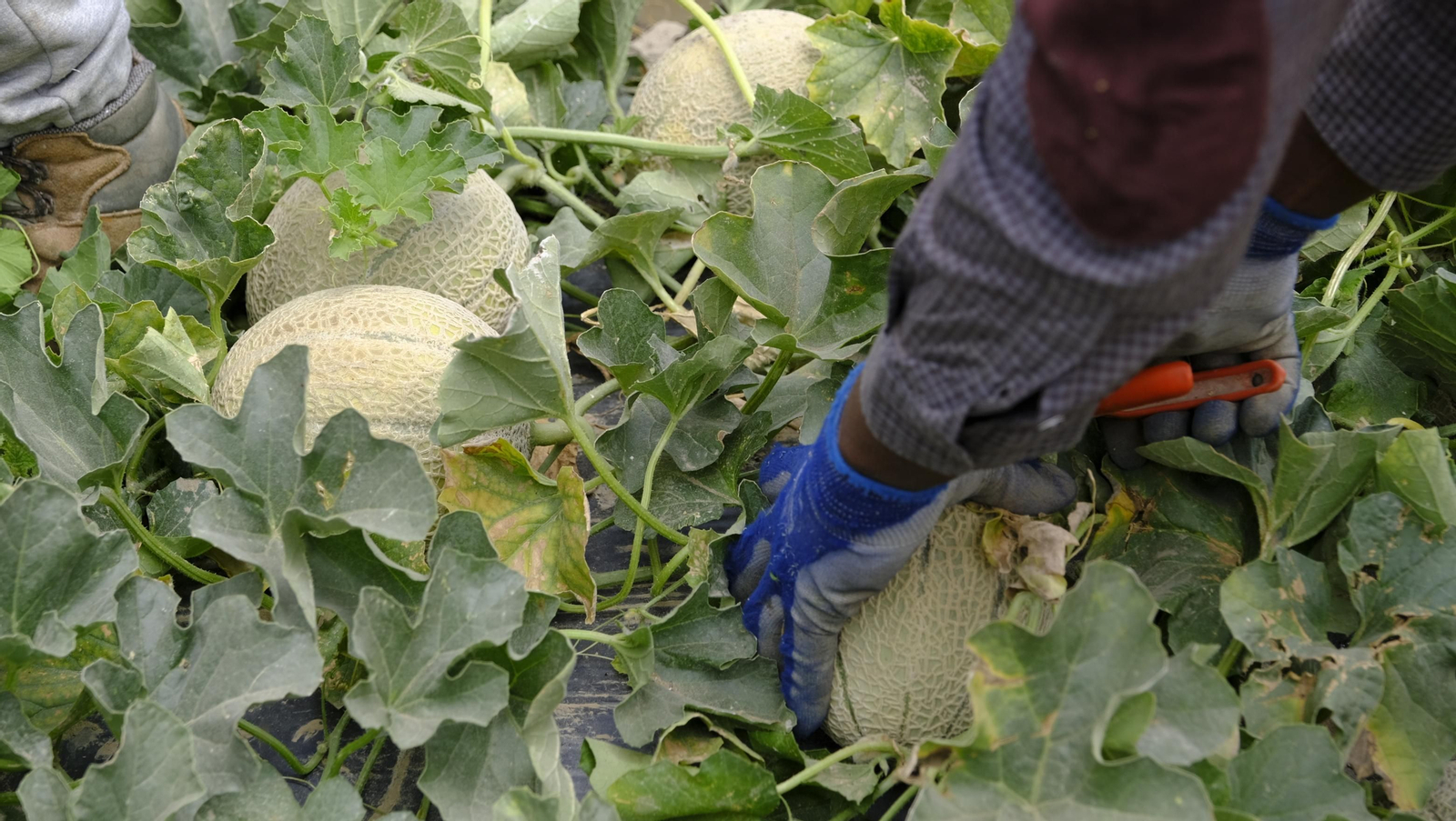 La sandía y el melón de Huércal Overa, manjares en imágenes