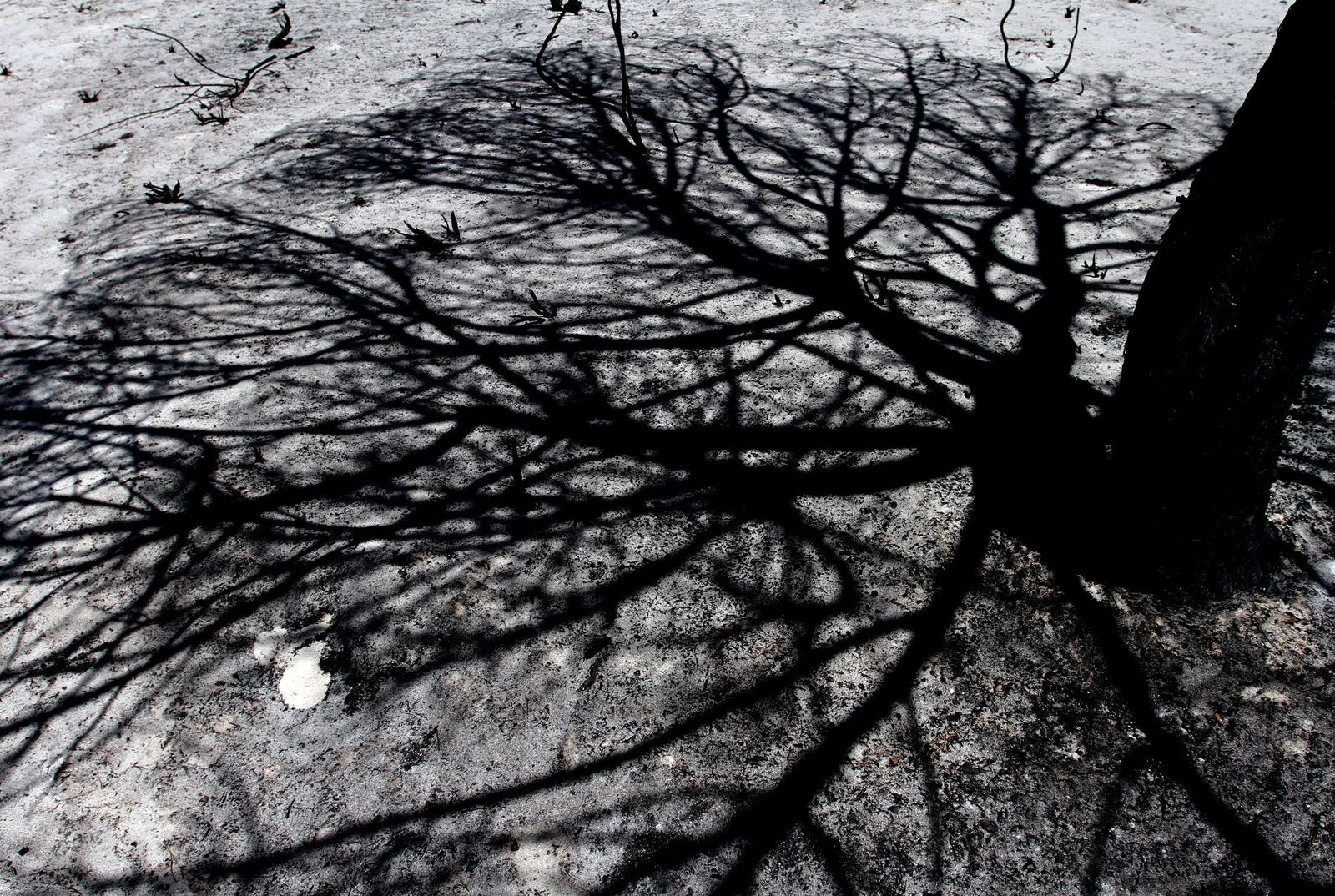 Imágenes de las consecuencias del incendio de Moguer