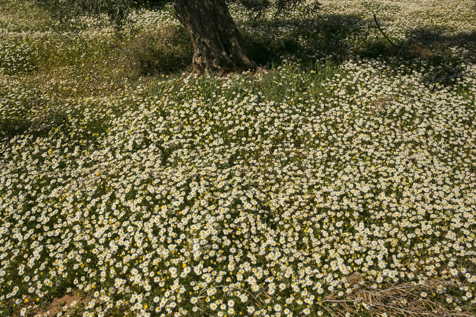 Imágenes de la primavera adelantada en Málaga