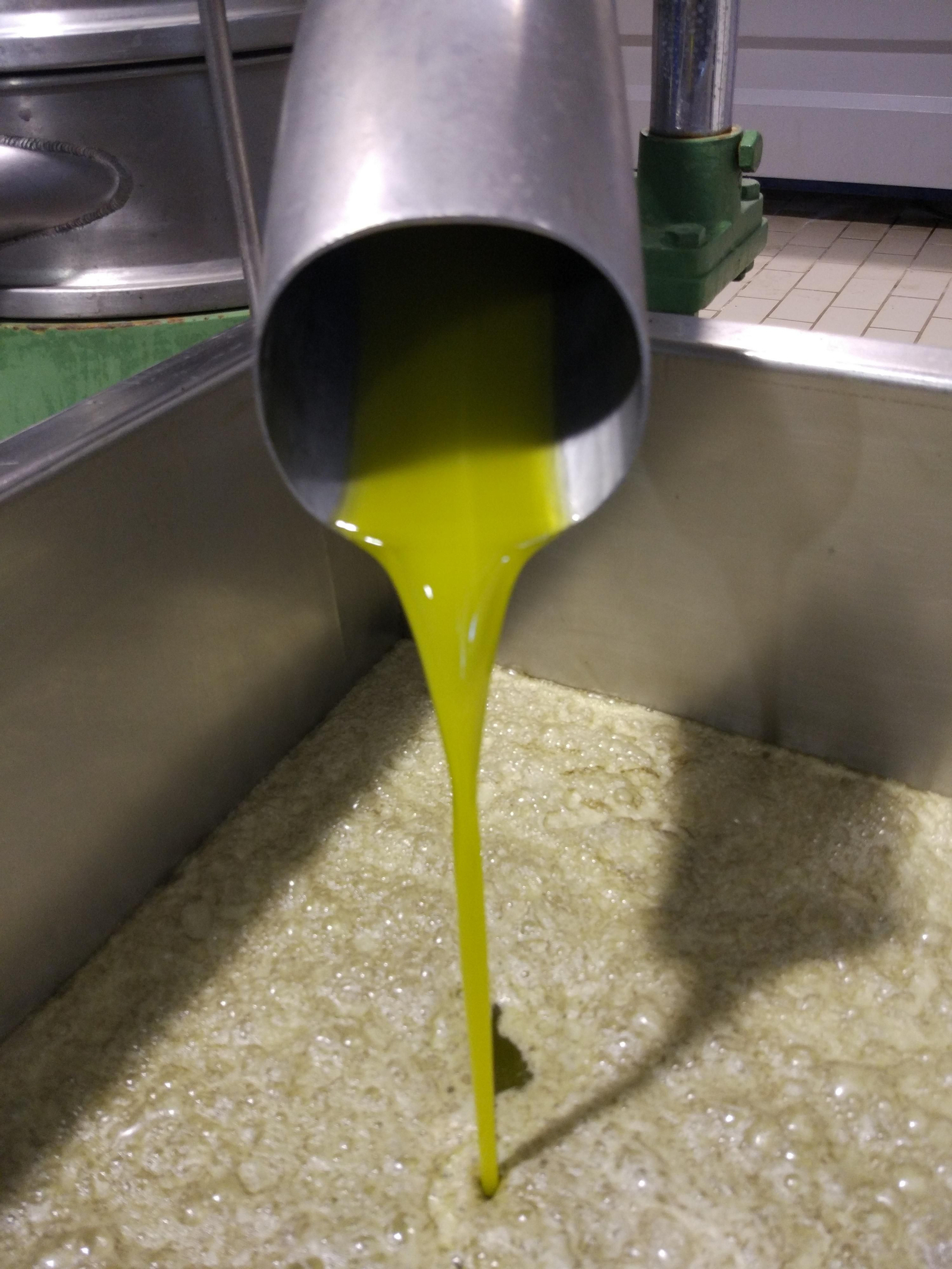 Un día de molturación en la almazara de Finca La Torre