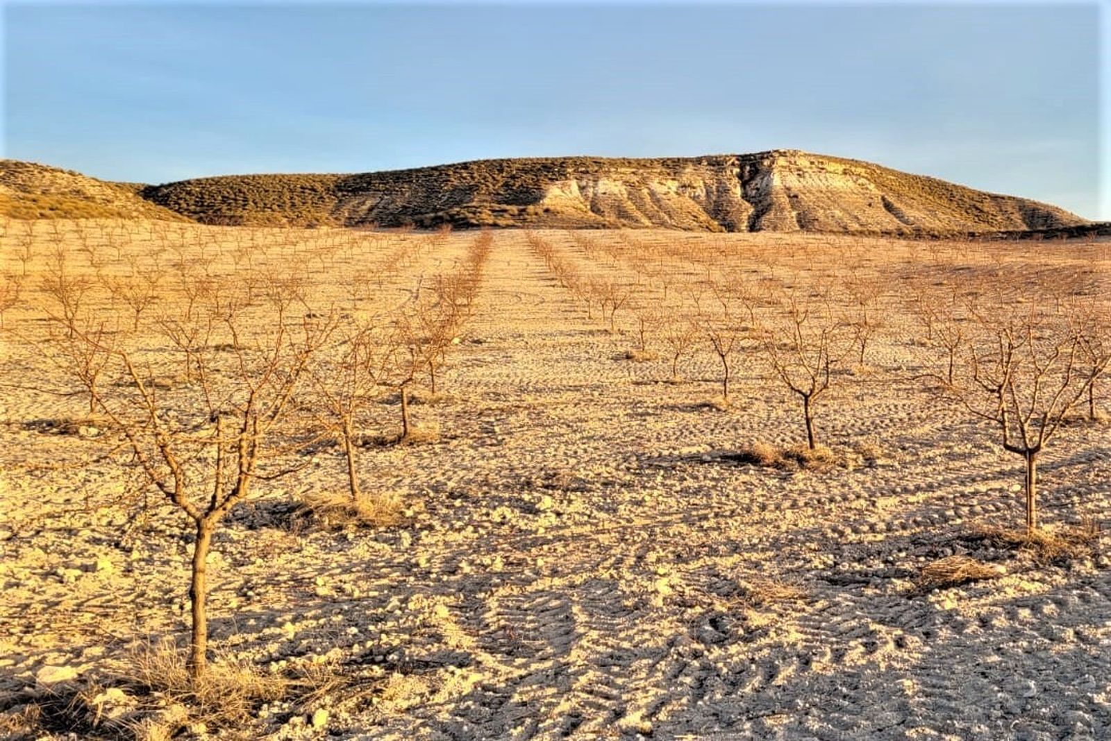 Imagen de almendros plantados en la comarca de Huéscar, en el Norte de Granada