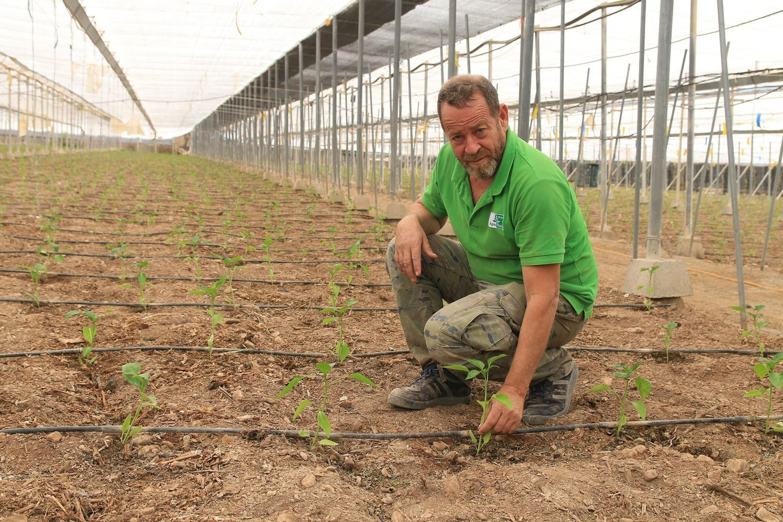Jerónimo Barranco muestra algunas de las matas de pimientos recién plantadas en su invernadero.
