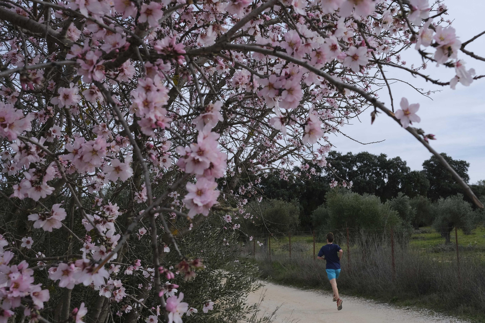 Almendro en flor.