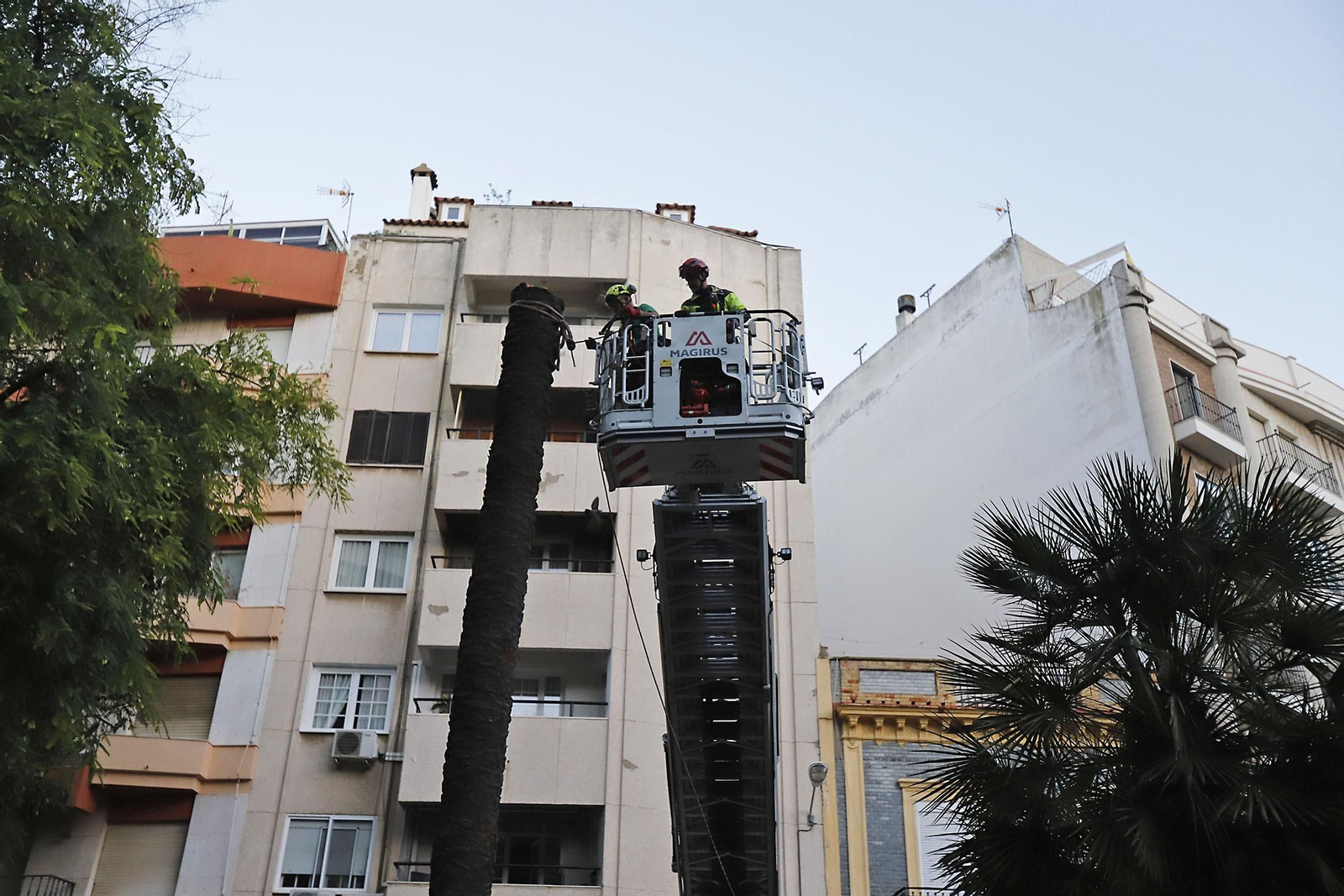 Imágenes de la tala de la emblemática Palmera de Huelva