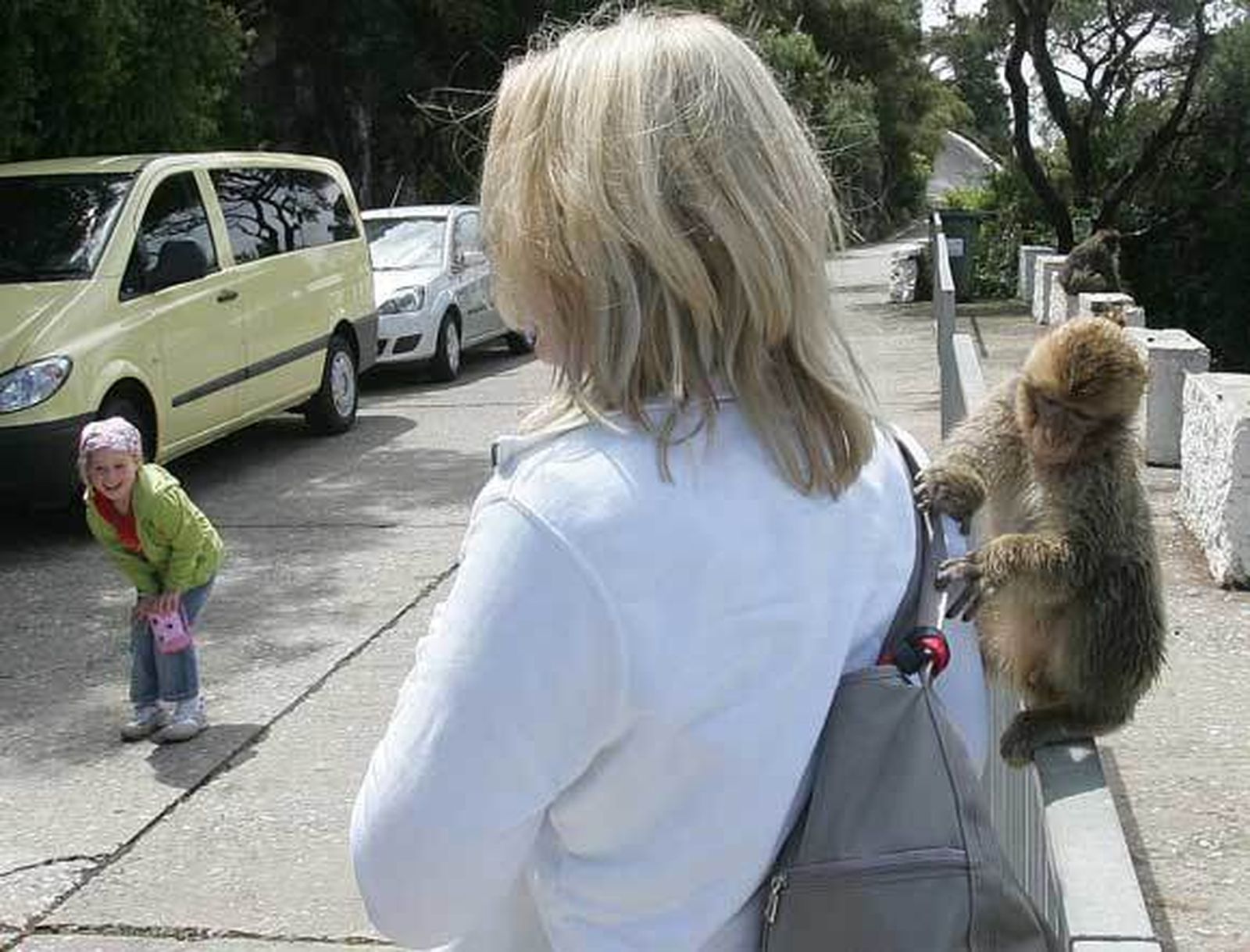 Monos pero vándalos