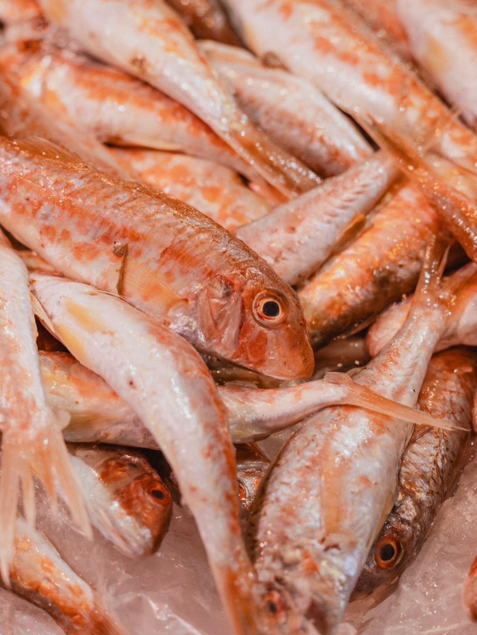 Sanlúcra de Barrameda.