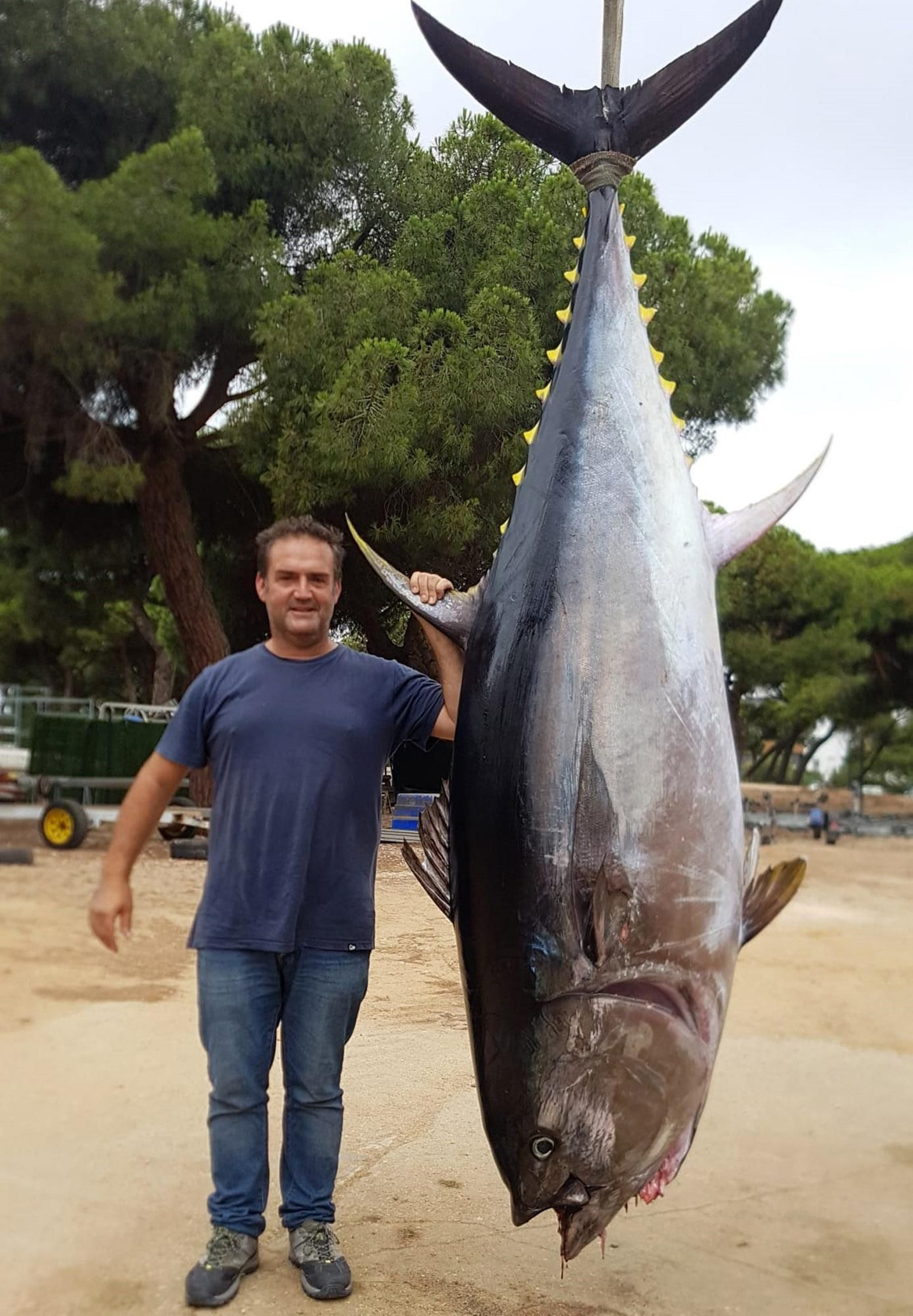 Capturan en aguas de Punta Umbría un enorme atún rojo con 250 kilos de peso