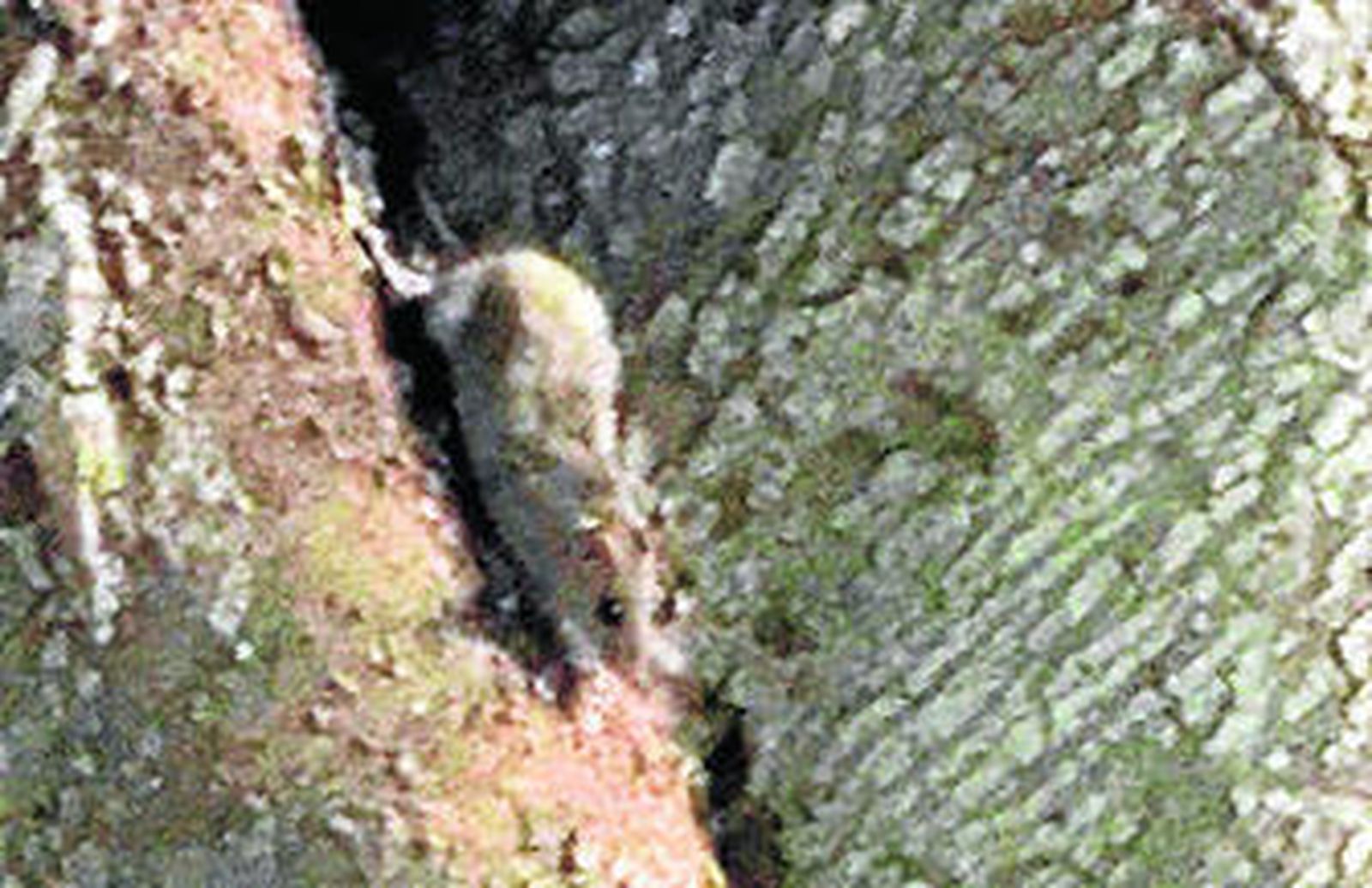 Una de las ratas fotografiadas por los vecinos.