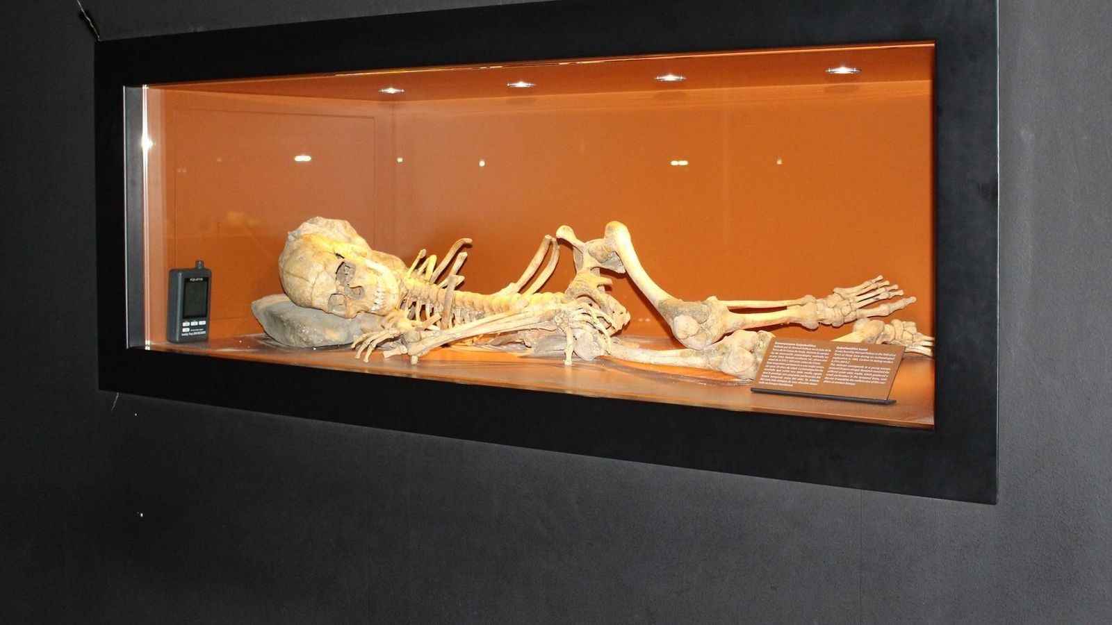 El esqueleto, en el Museo de Nerja. El esqueleto, en el Museo de Nerja.