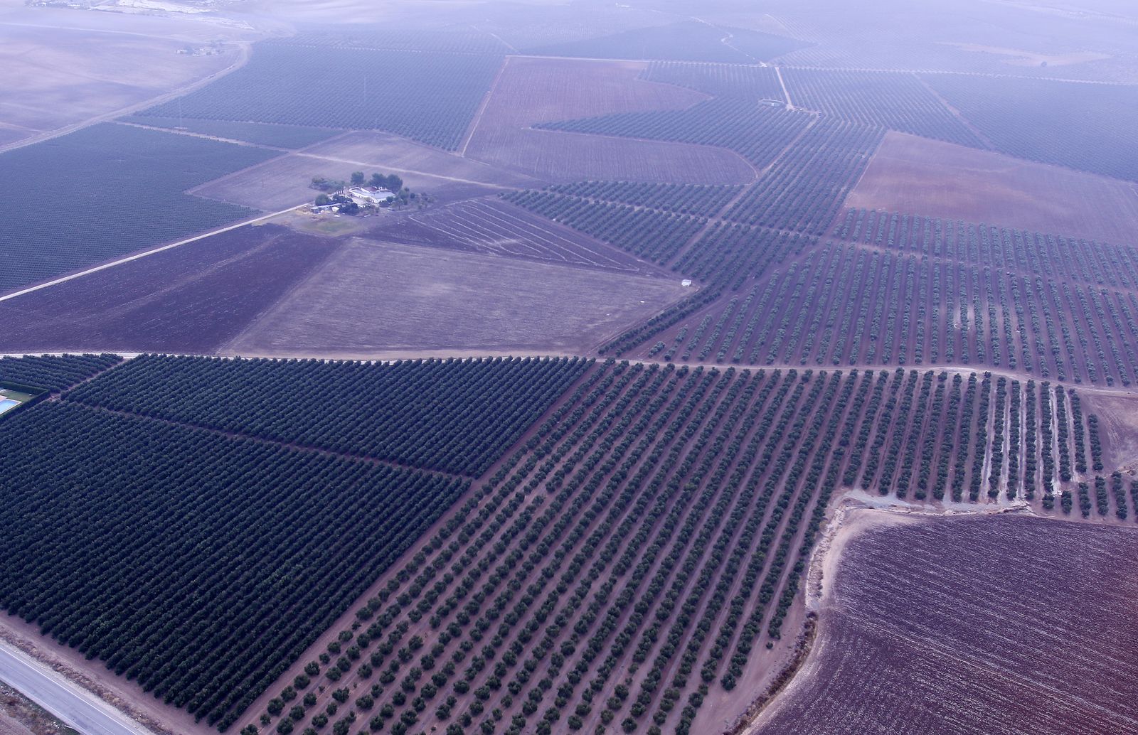 Reportaje sobre el aceite de oliva