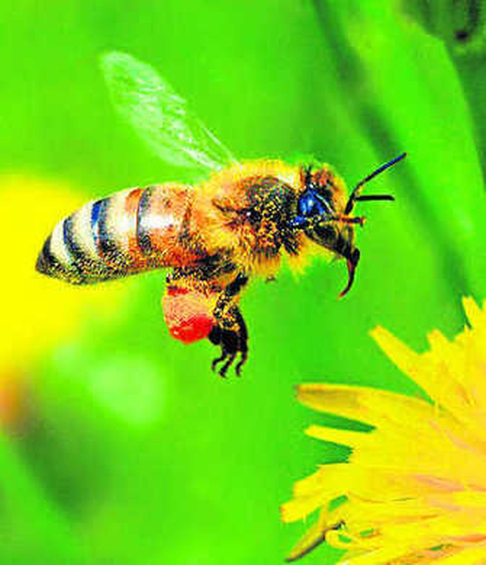 Una abeja ante una flor.