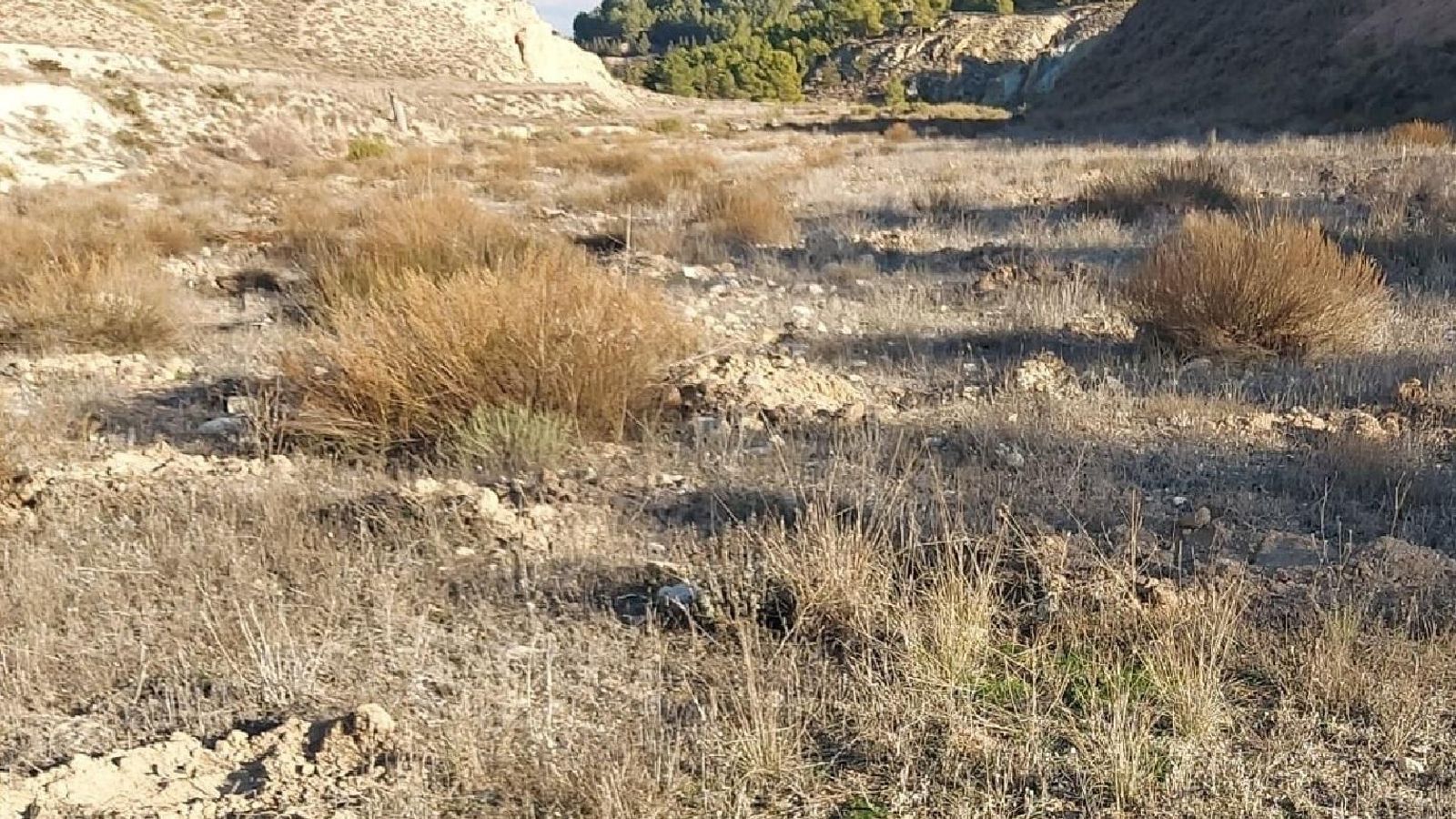 La Sierra del Oso cuenta con 22.000 nuevos individuos vegetales autóctonos.
