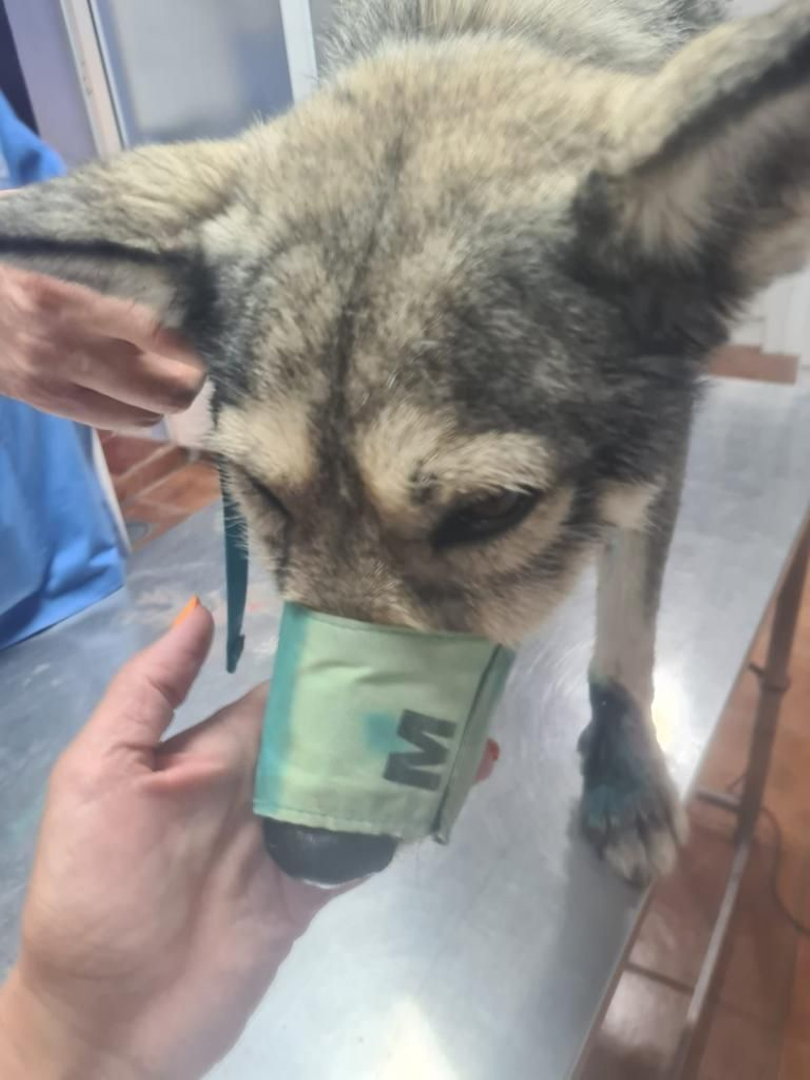 El perro tras ser atendido por los servicios vetereniarios