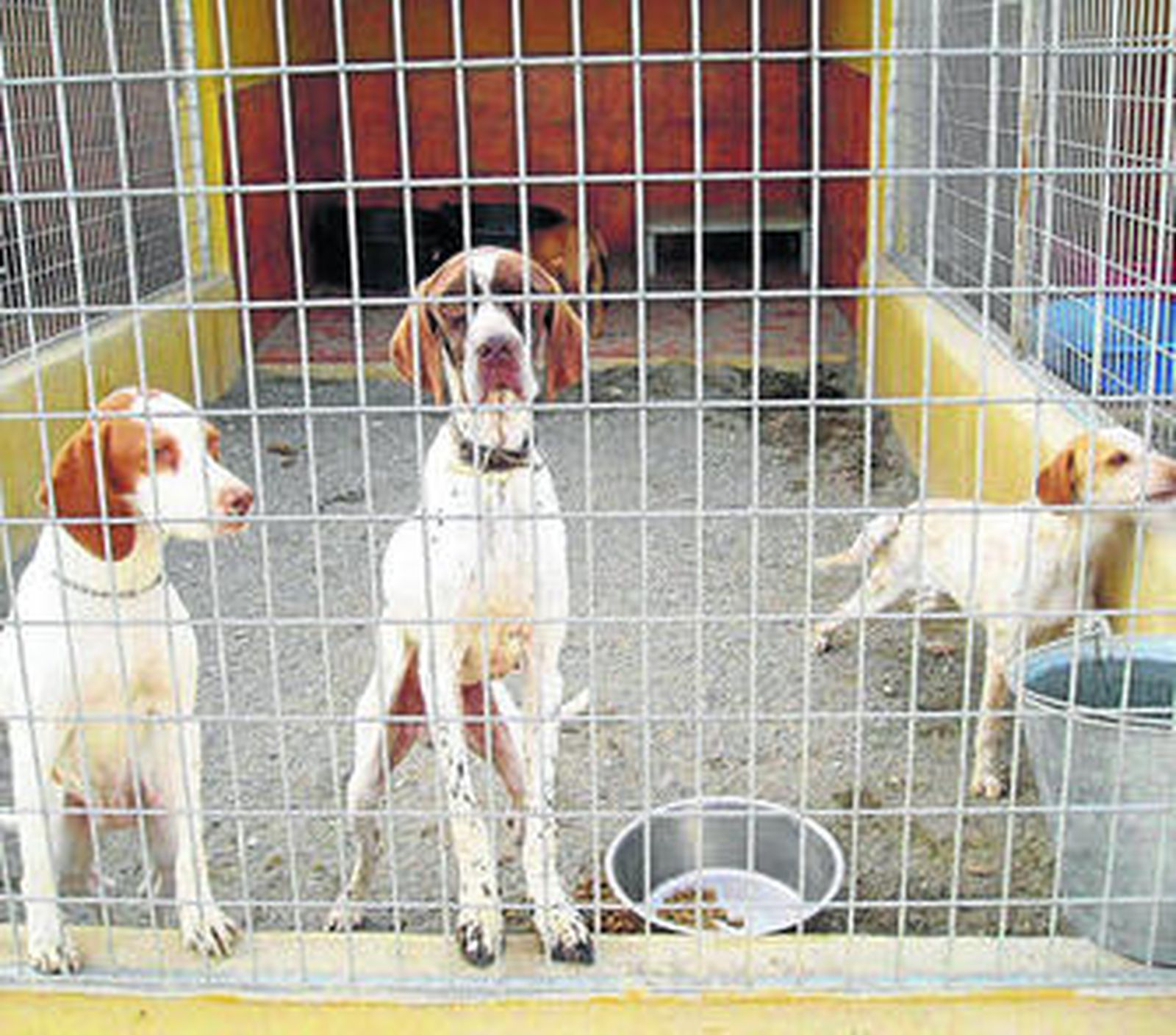 En un solo día se ha recogido una veintena de perros.