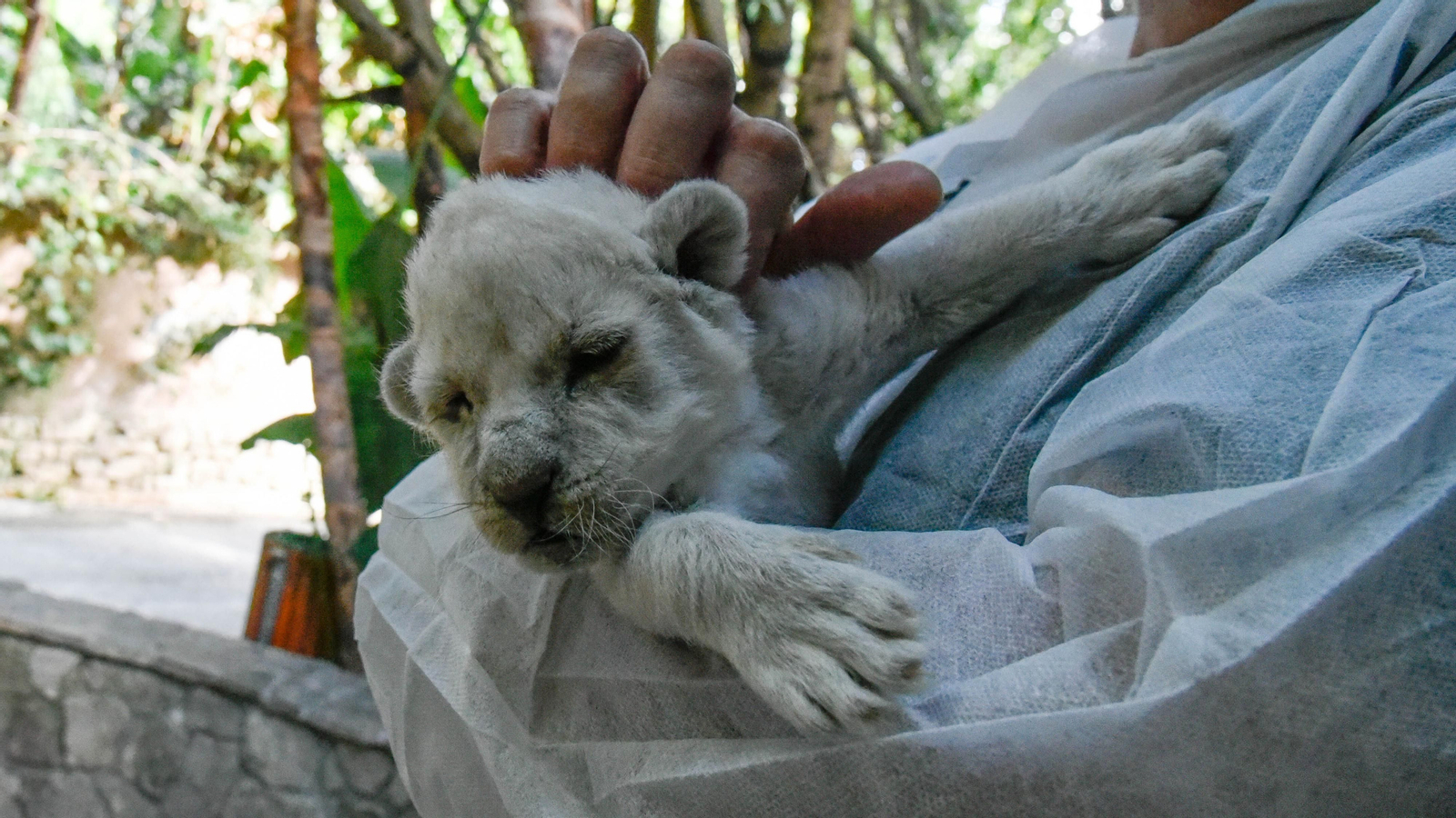 Las fotos de los chachorros de leones blancos de Jimena