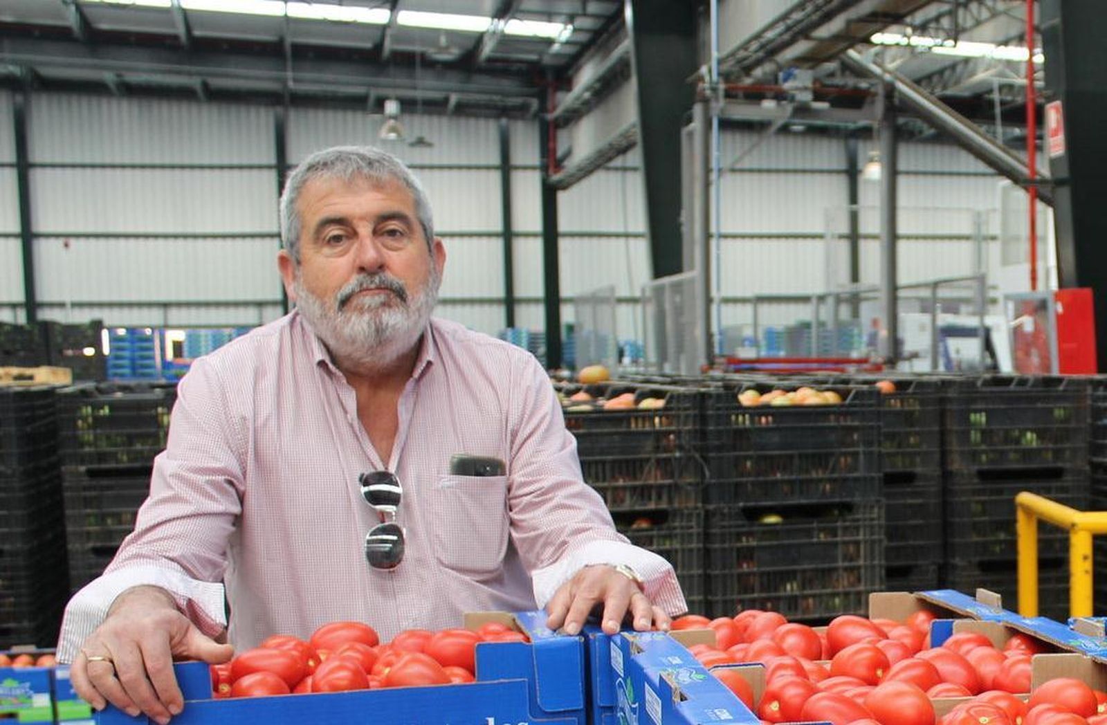 Bartolomé Ramírez, junto a uno de los productos estrella de las huertas conileñas, el tomate.