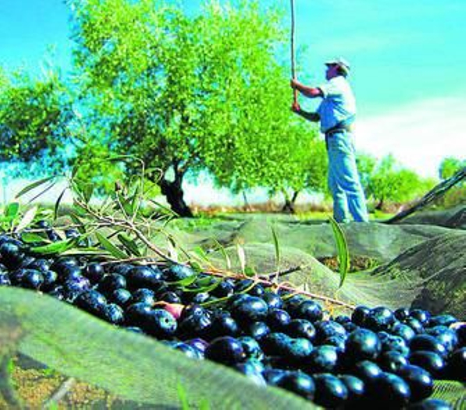 Un trabajador del campo, en la recolecta de la aceituna en la Sierra.